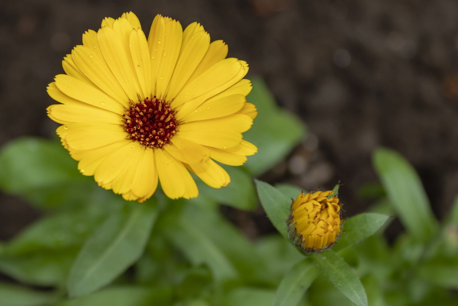 Canon EOS 1300D (EOS Rebel T6 / EOS Kiss X80) sample photo. Marigold, flower, flowers photography