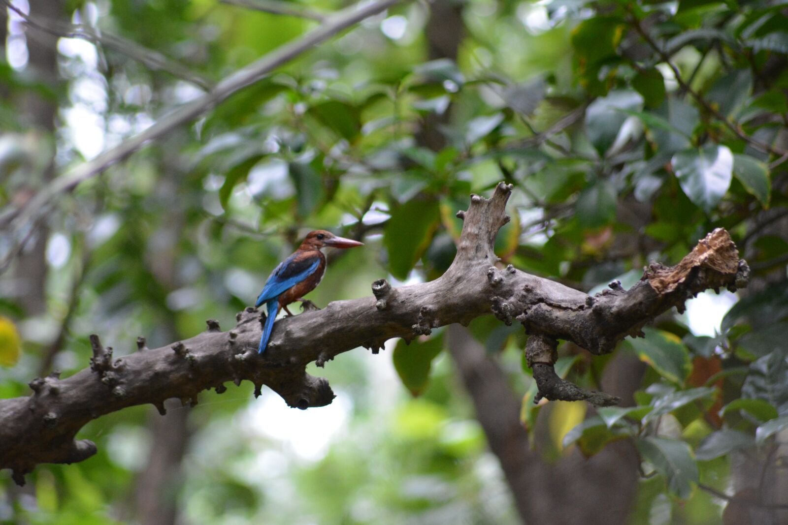 Nikon D5200 sample photo. Bird, kingfisher, nature photography
