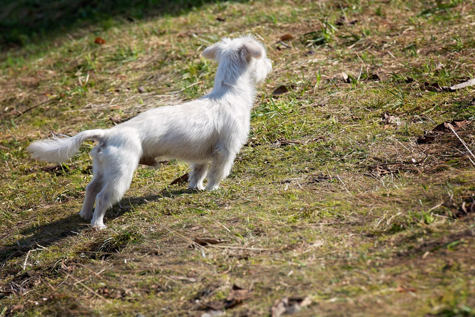 Nikon D7100 sample photo. Animal, dog, white photography