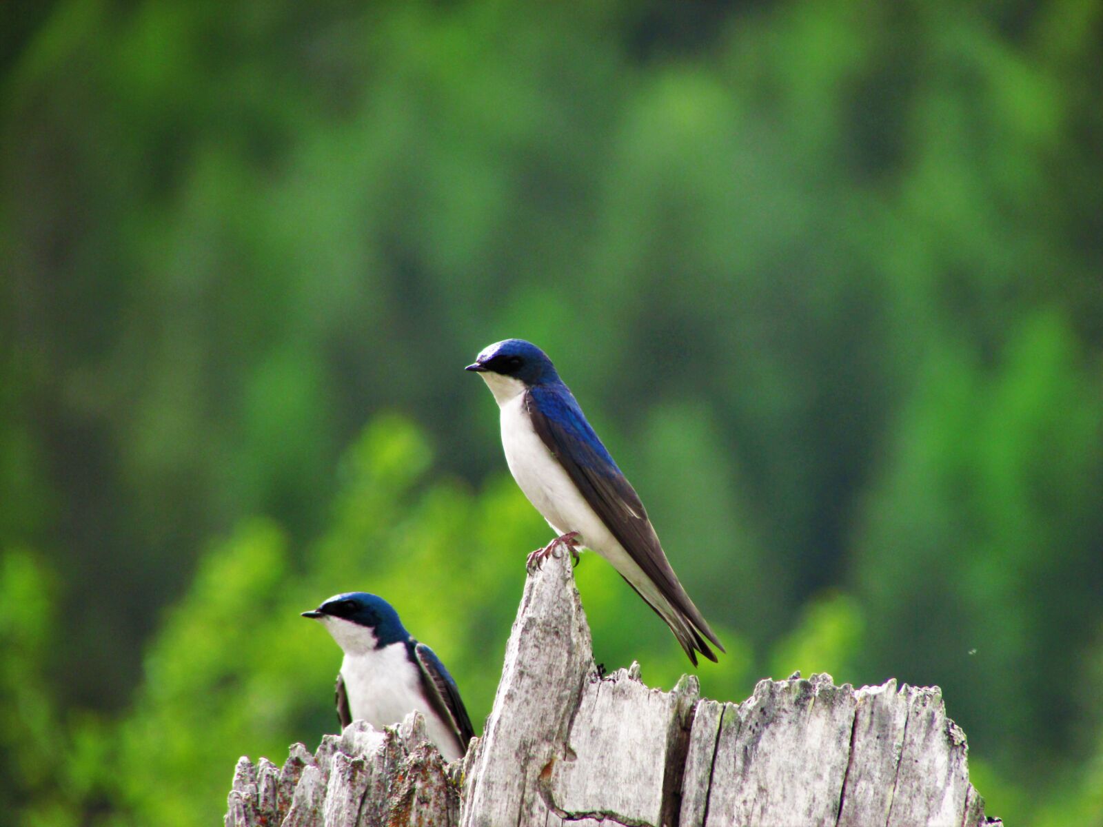 Canon PowerShot SX500 IS sample photo. Tree swallow, swallow, tree photography