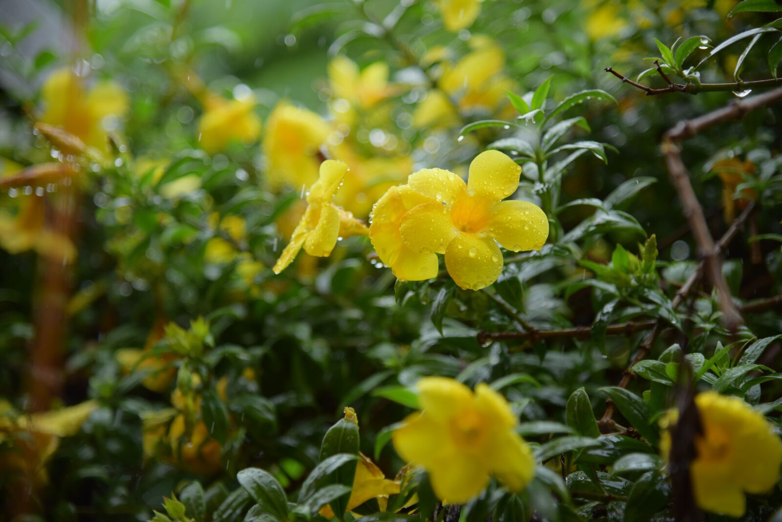 Nikon D750 sample photo. Flower, yellow, nature photography