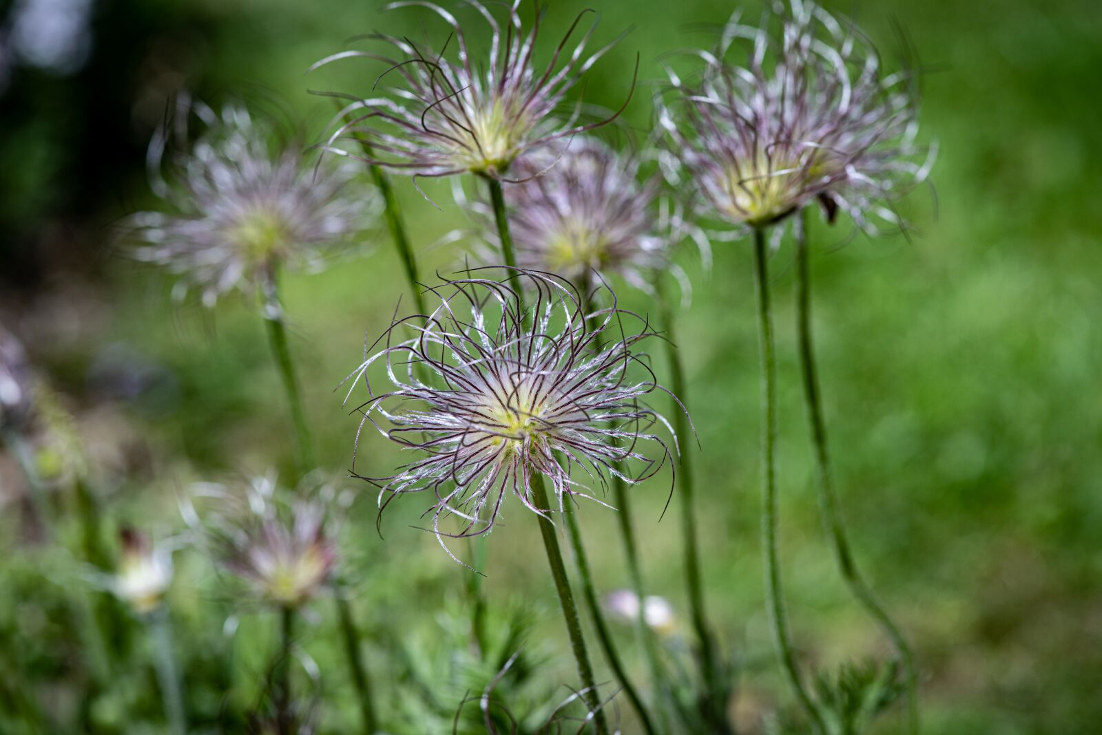 Nikon D750 sample photo. Anemone, faded, garden photography