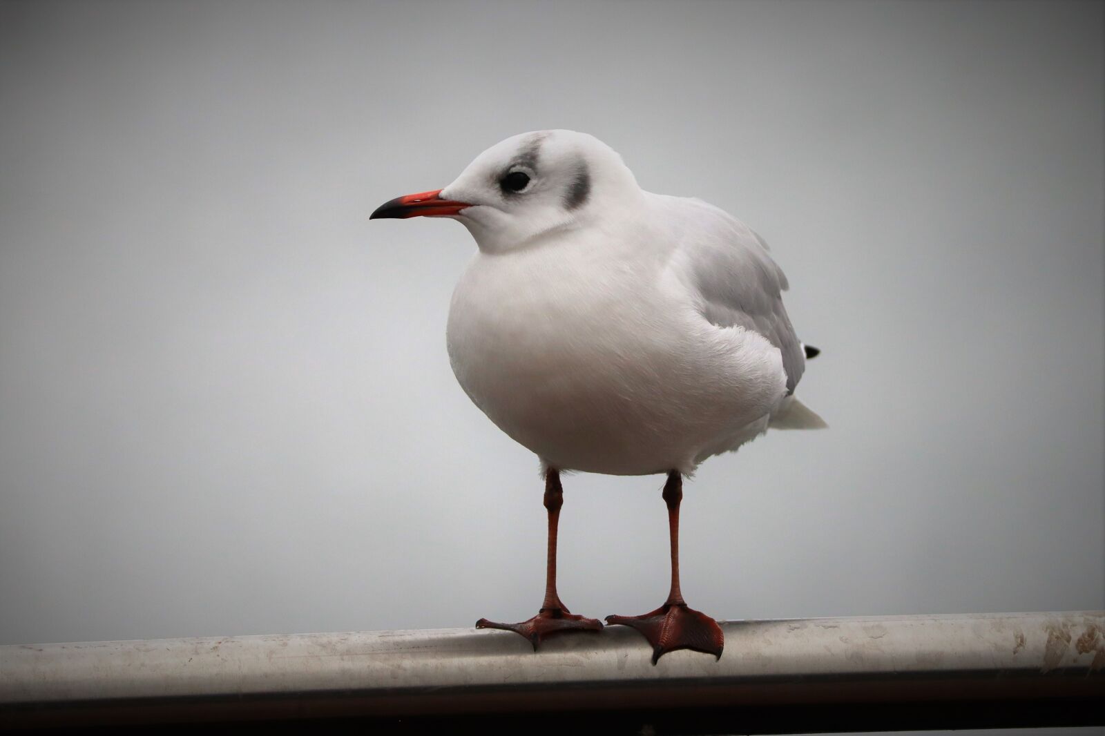 Canon EOS M50 (EOS Kiss M) sample photo. Animal, bird, seagull photography