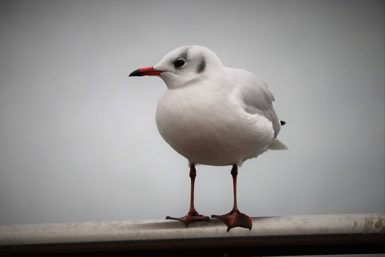 Canon EOS M50 (EOS Kiss M) + Canon EF-M 55-200mm F4.5-6.3 IS STM sample photo. Animal, bird, seagull photography