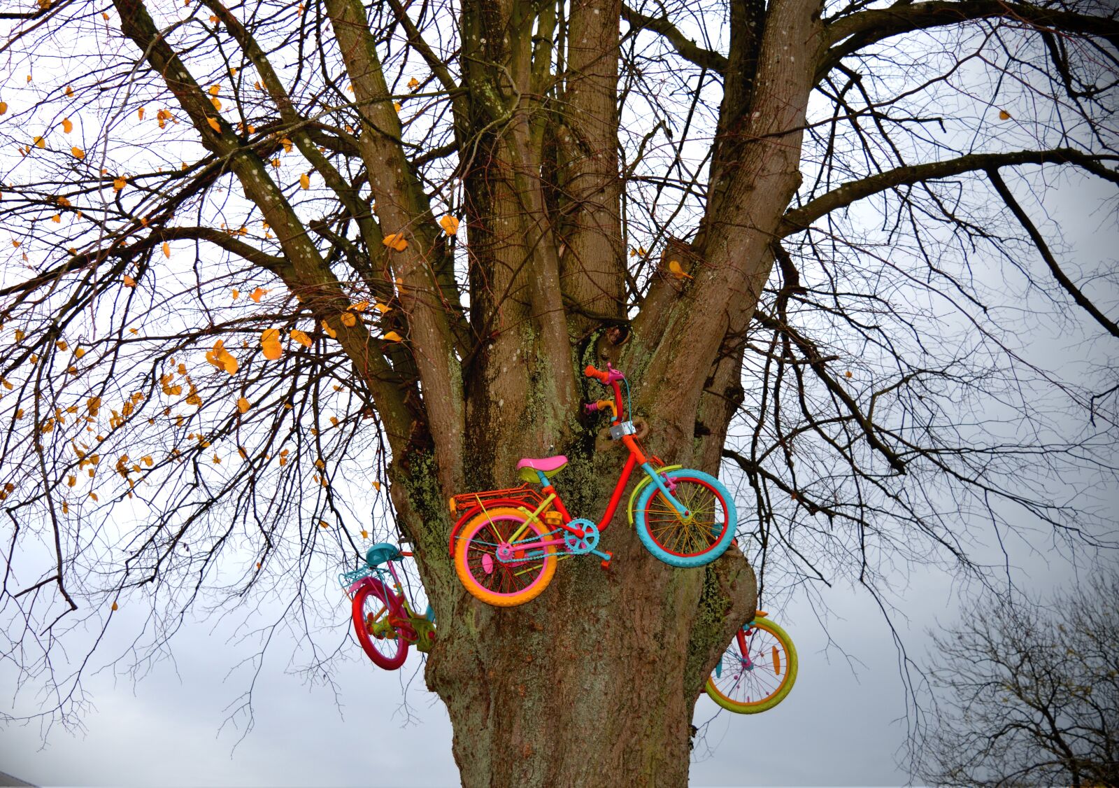 Nikon D3200 sample photo. Tree, bicycles, colorful photography