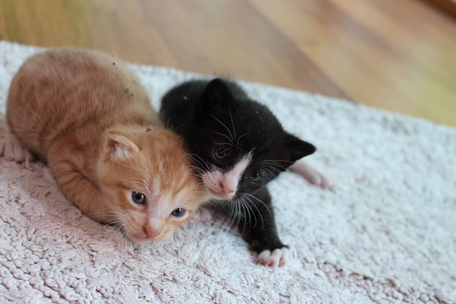 Canon EOS 700D (EOS Rebel T5i / EOS Kiss X7i) sample photo. Kitten, cat, pet photography