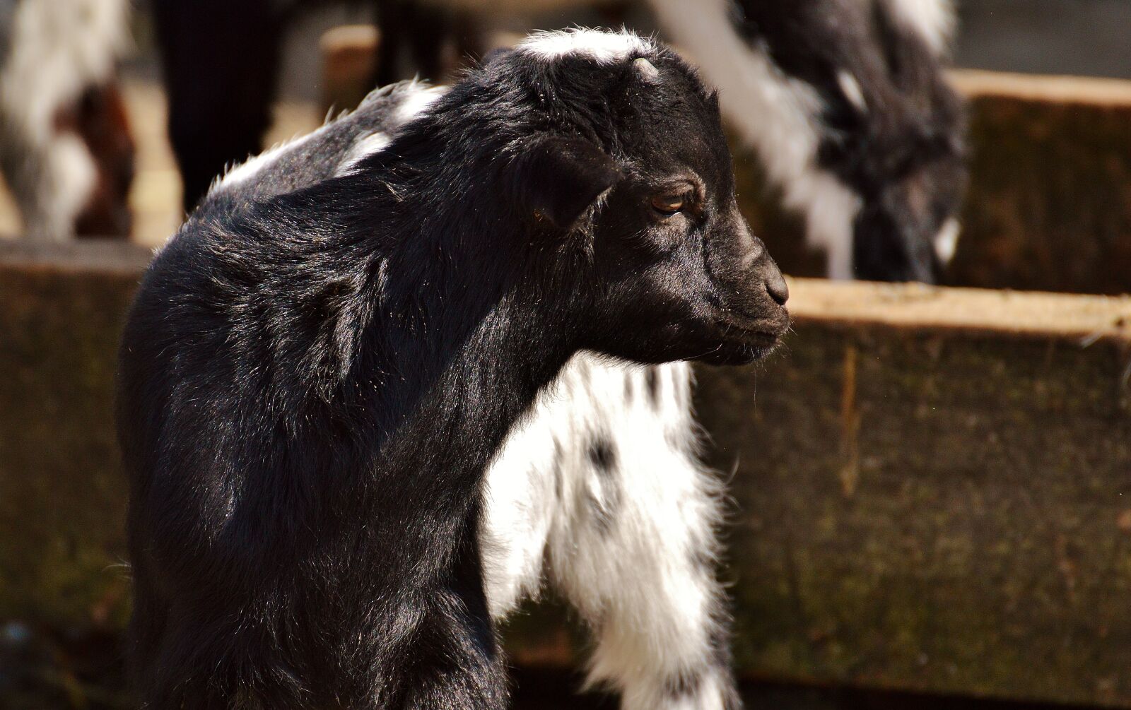 Nikon D3200 sample photo. Goat, wildpark poing, young photography