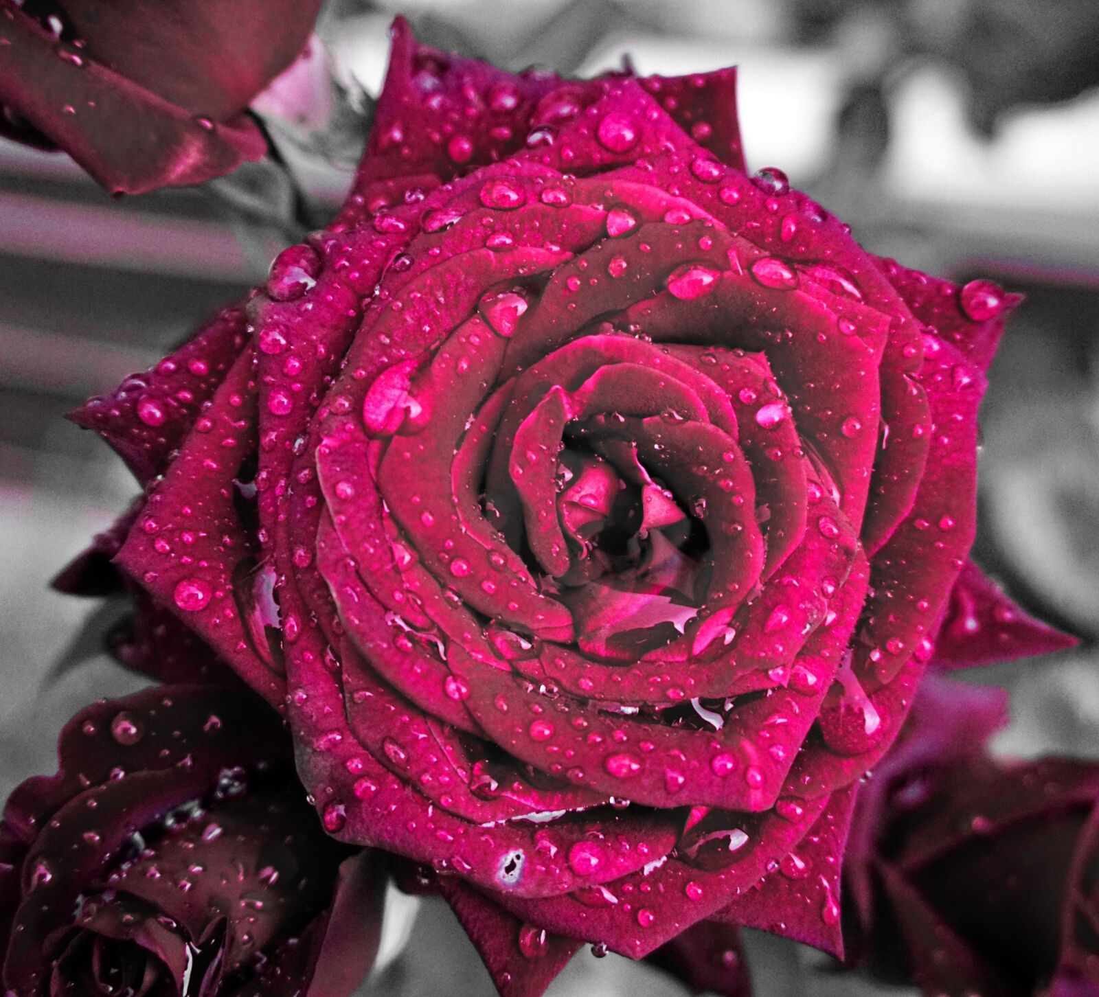 Sony a6000 sample photo. Roses, garden, plant photography