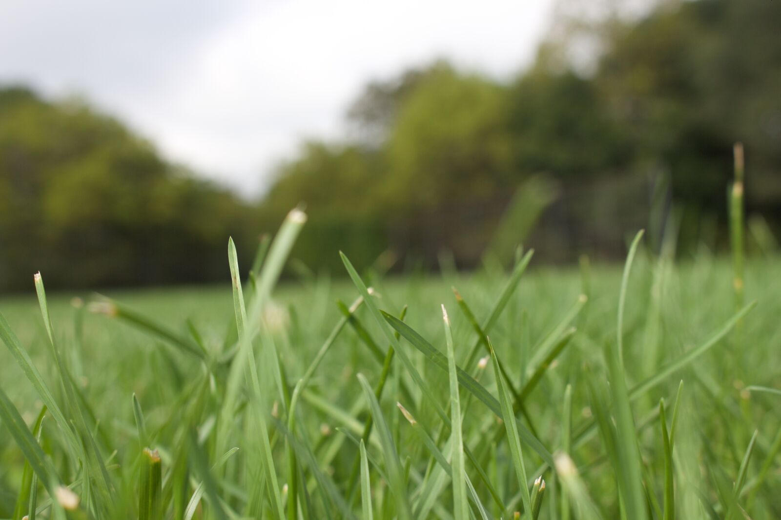 Canon EOS 700D (EOS Rebel T5i / EOS Kiss X7i) sample photo. Green, grass, field photography