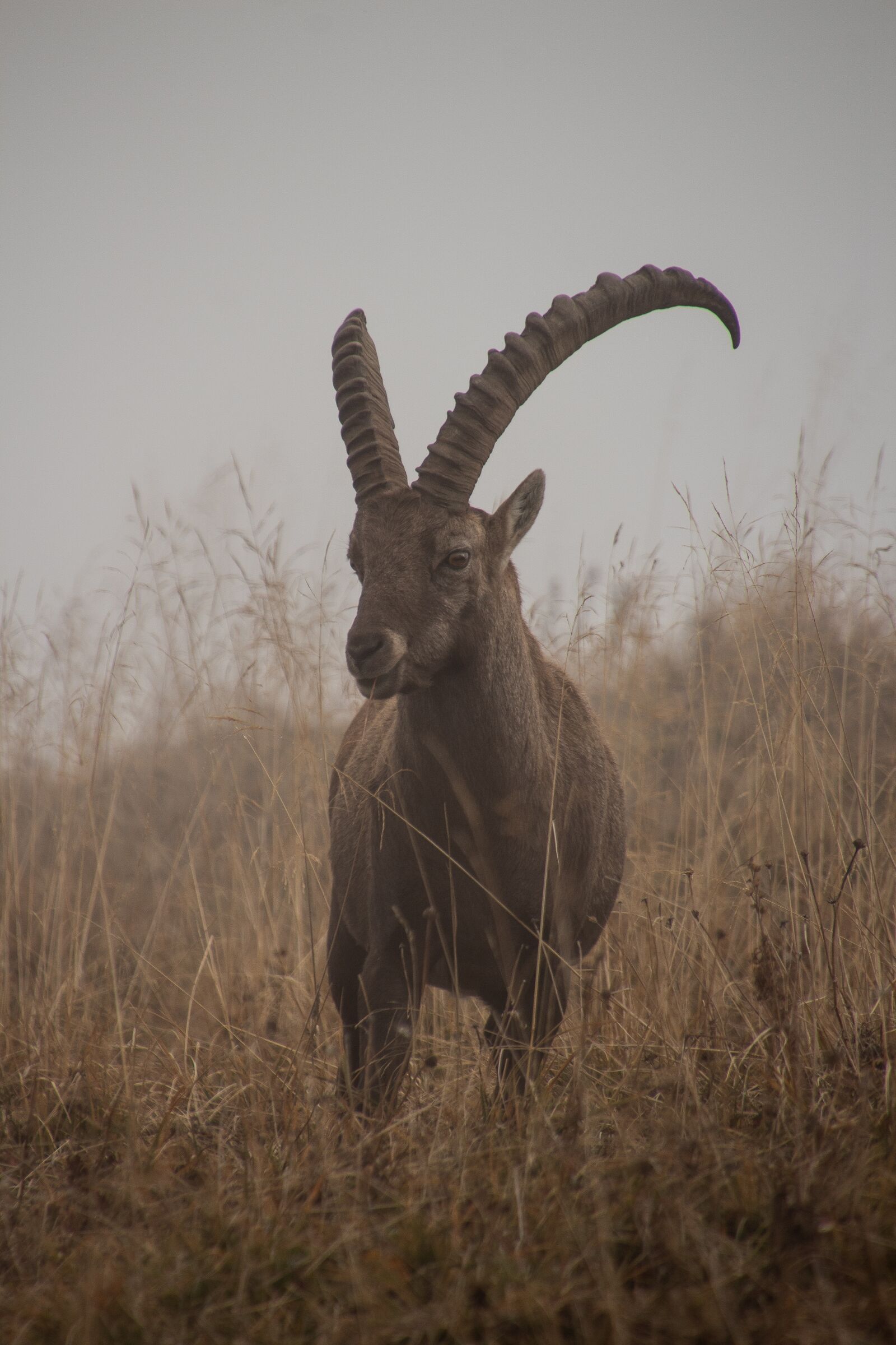 Canon EOS 1300D (EOS Rebel T6 / EOS Kiss X80) sample photo. Capricorn, mountains, ibex photography