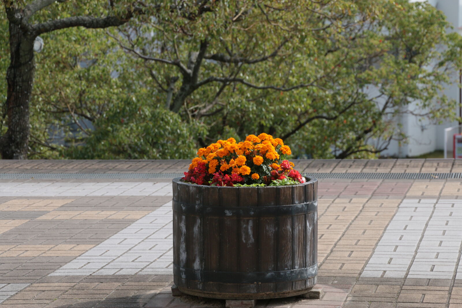 Canon EOS 70D + Tamron 18-270mm F3.5-6.3 Di II VC PZD sample photo. City, flowers, pot photography