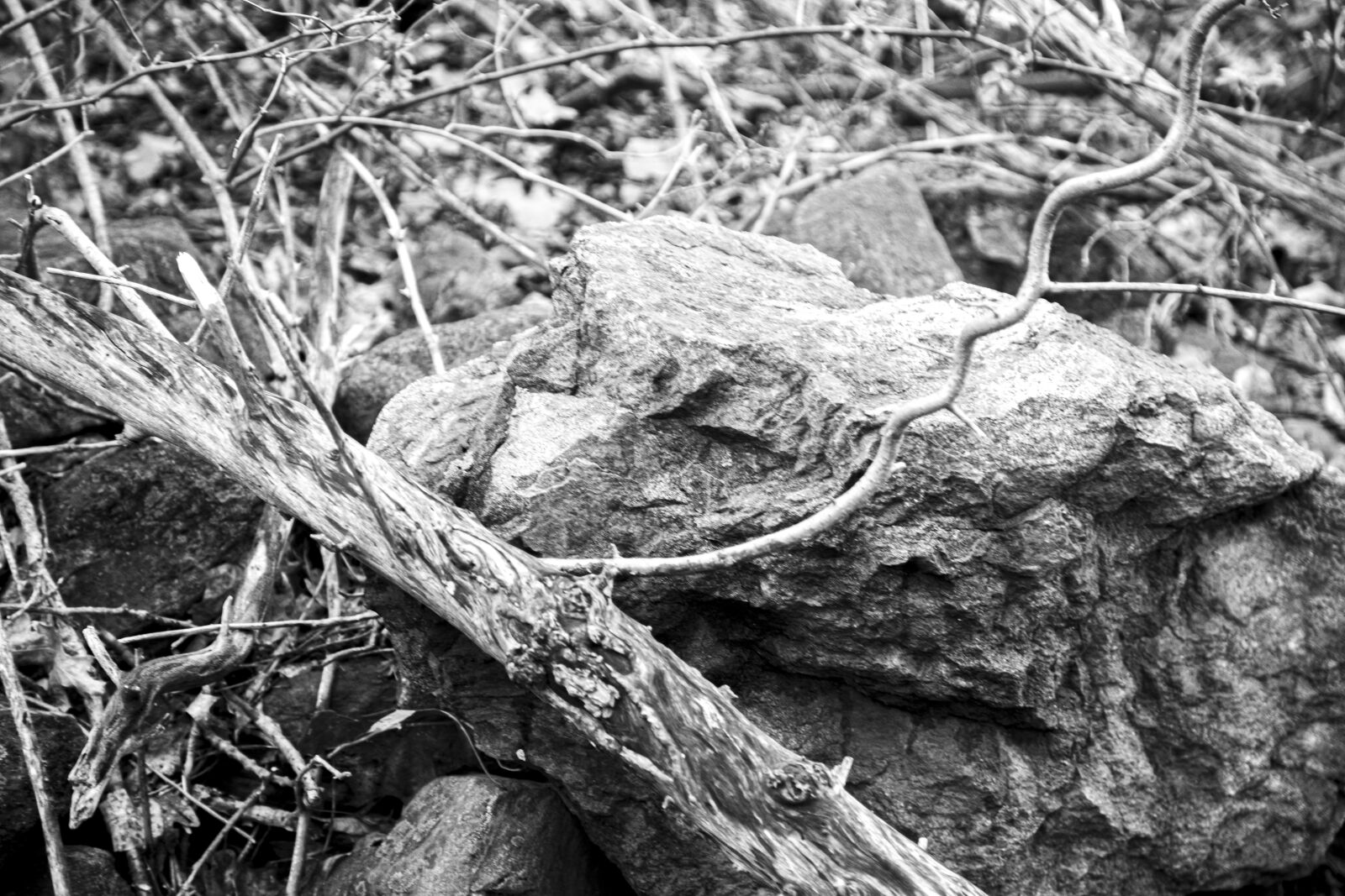 Canon EOS 5D Mark IV sample photo. Texture, tree, bark photography