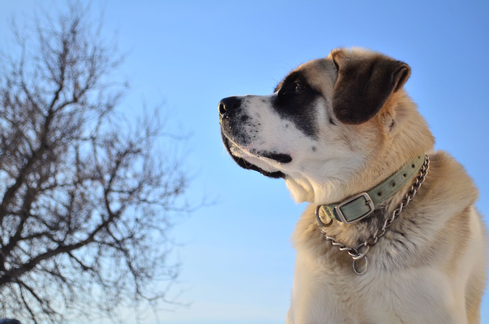 Nikon D5100 sample photo. Dog, pet, sky photography