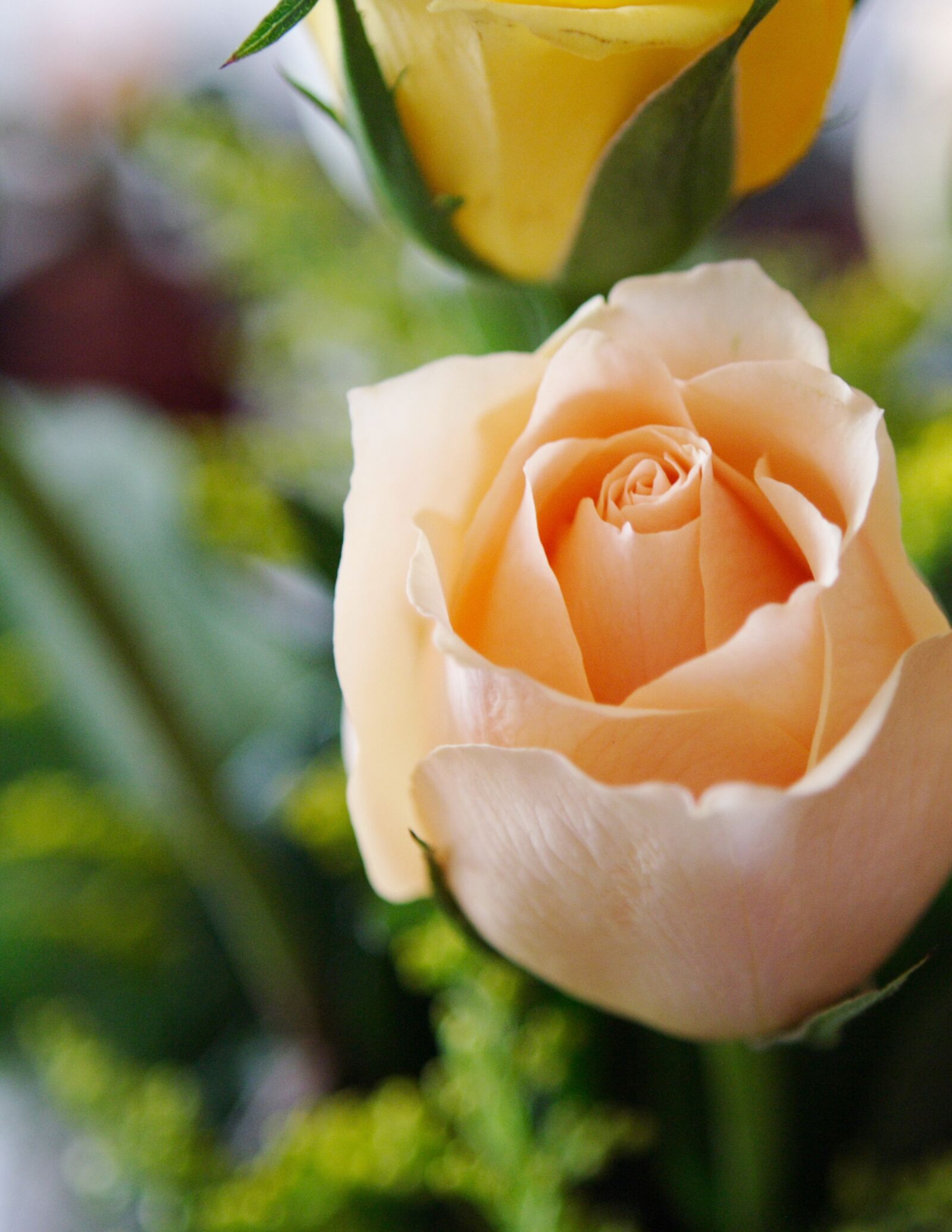 Canon EOS 10D sample photo. Rose, rose bud, flower photography