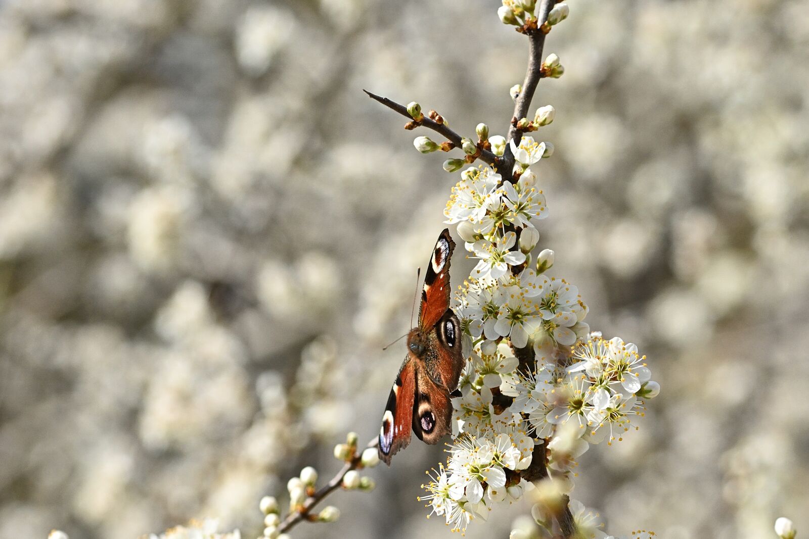 Nikon D5200 sample photo. Spring, flowers, butterfly photography