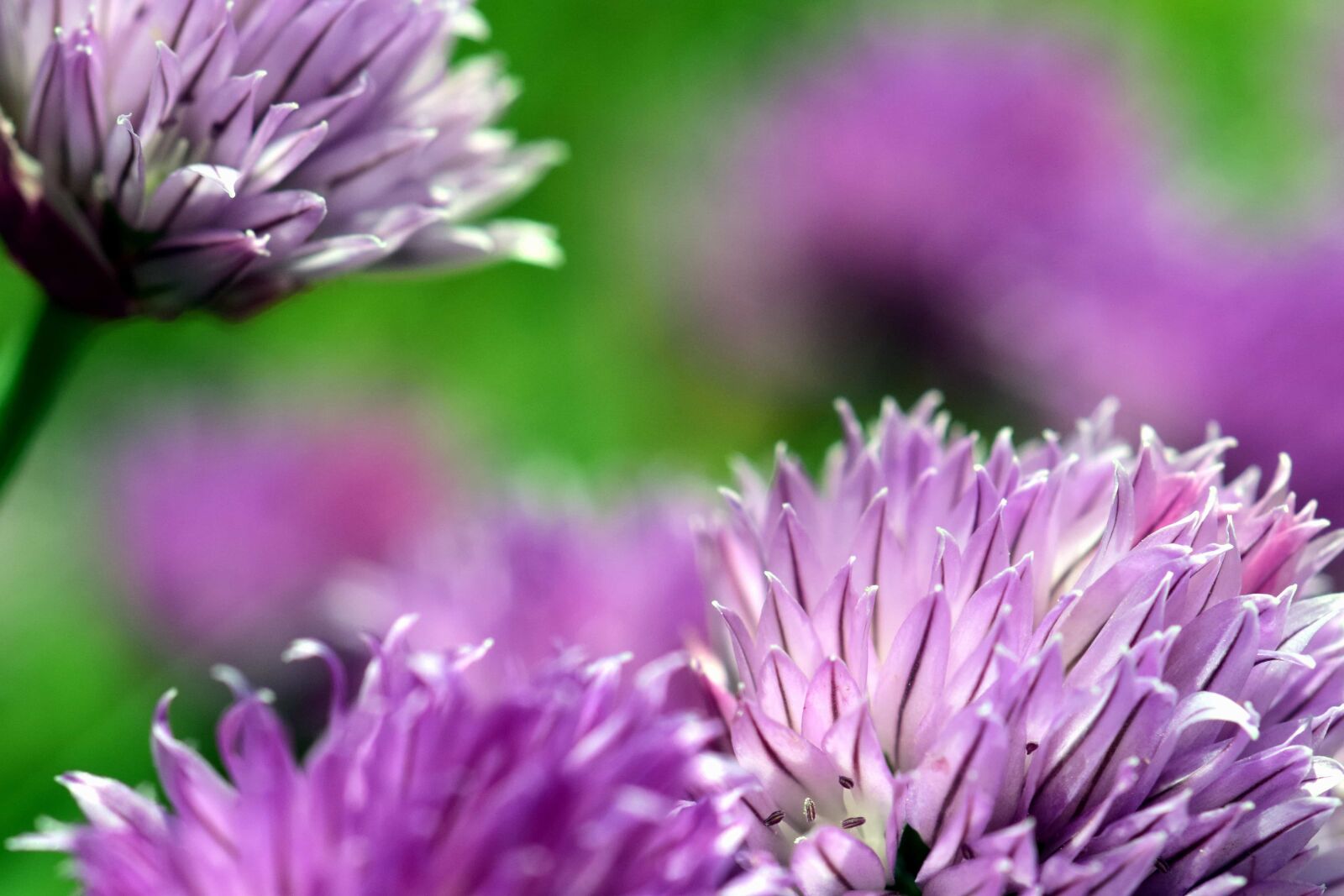 Nikon D3300 sample photo. Garden, flora, petal, nature photography