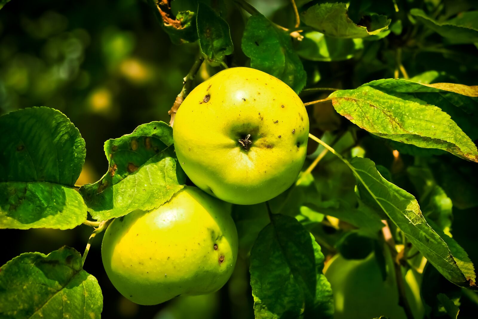 Olympus OM-D E-M10 sample photo. Apple, apple tree, fruit photography
