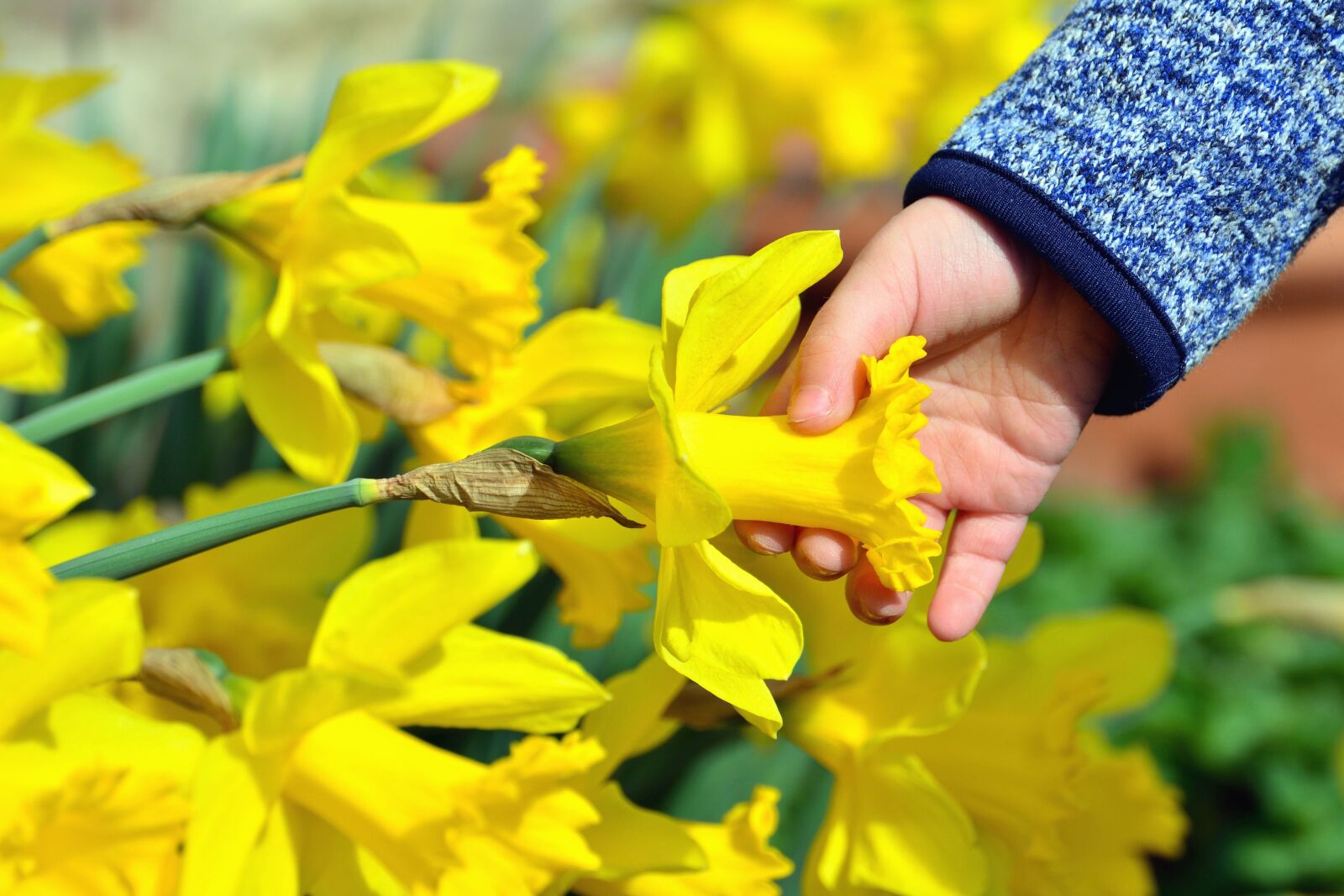 Nikon D5200 sample photo. Daffodil, hand, flower, garden photography