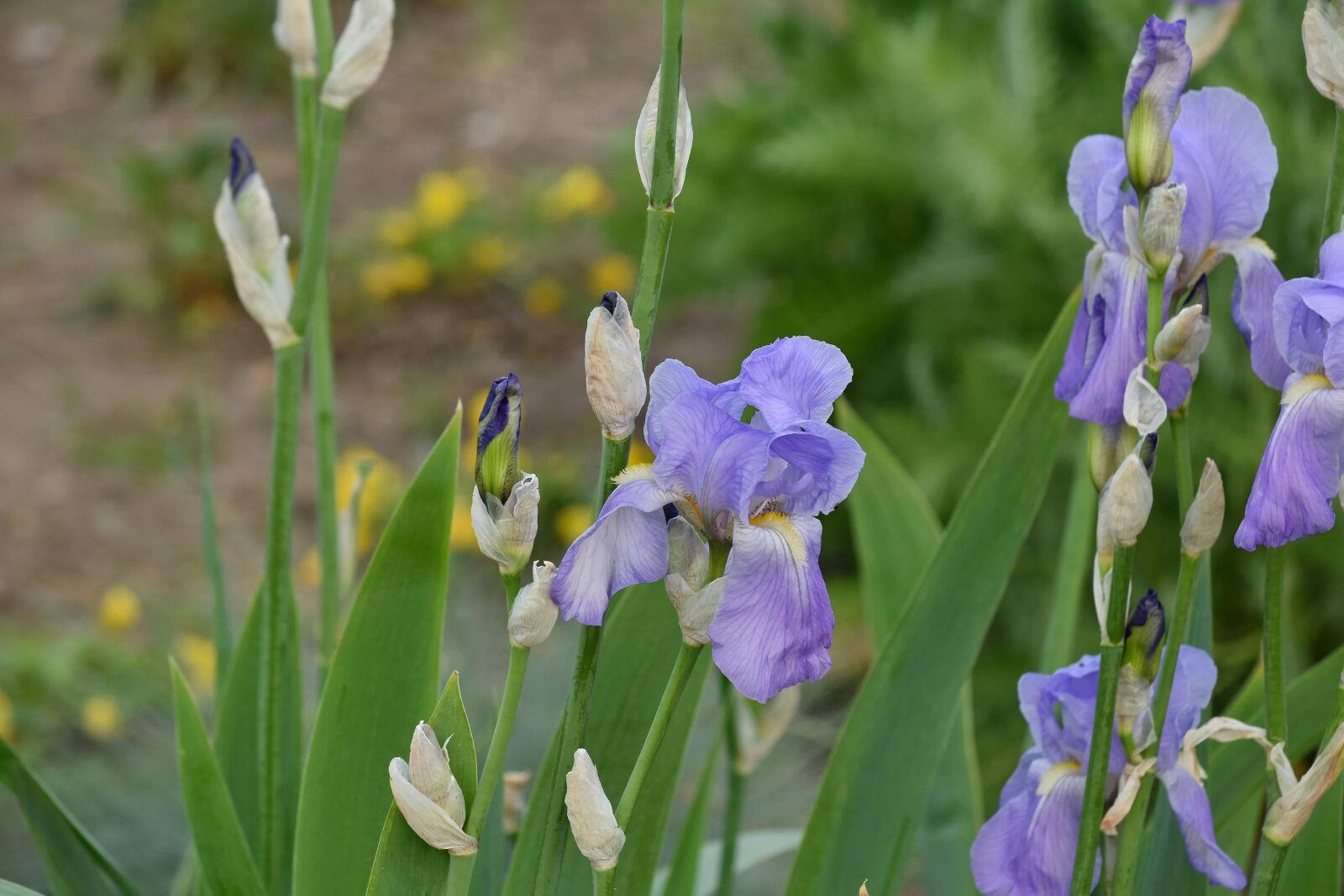 Nikon D5500 sample photo. Garden, iris, purple, plant photography