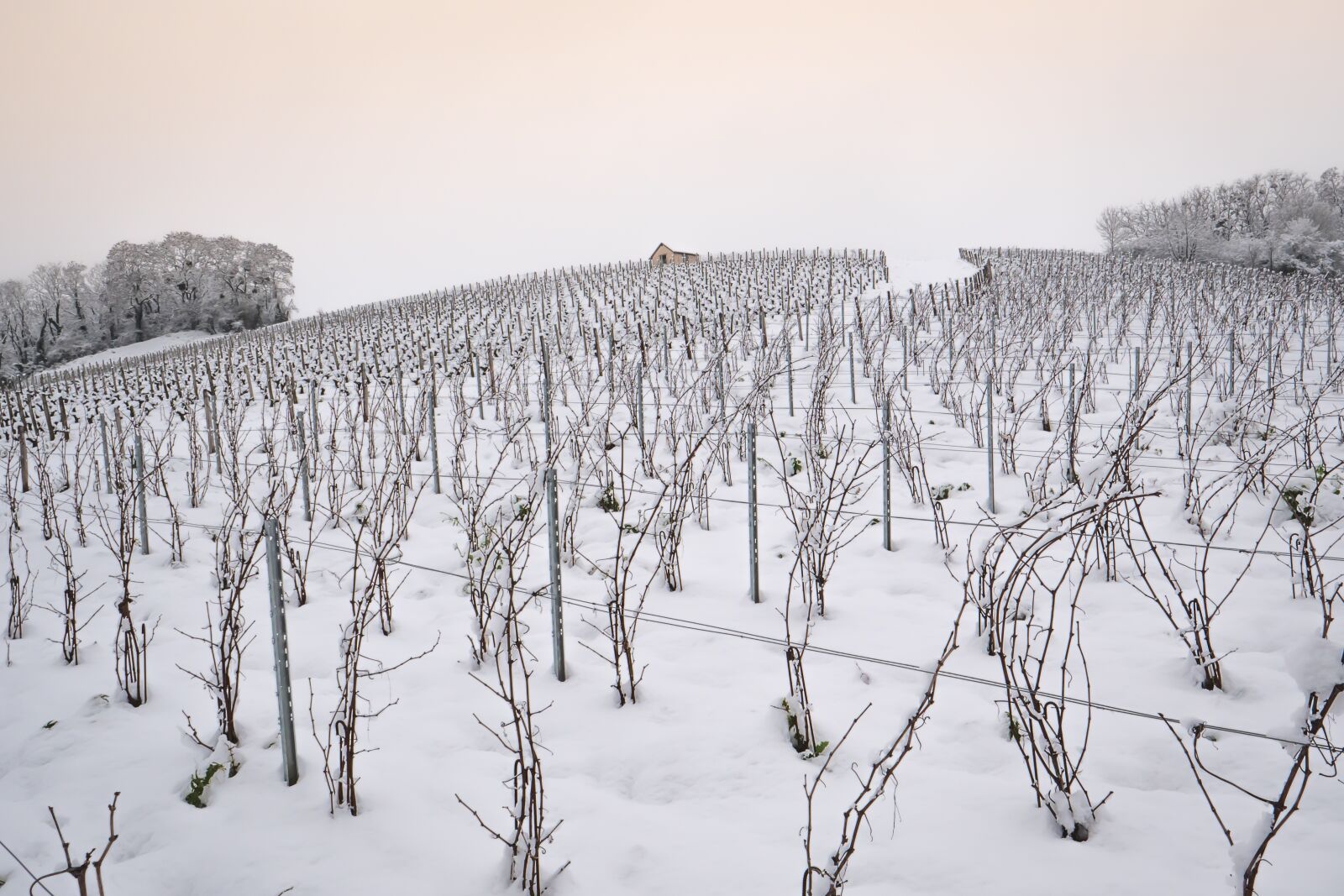 LEICA DG 12-60/F2.8-4.0 sample photo. Snow, vine, winter photography