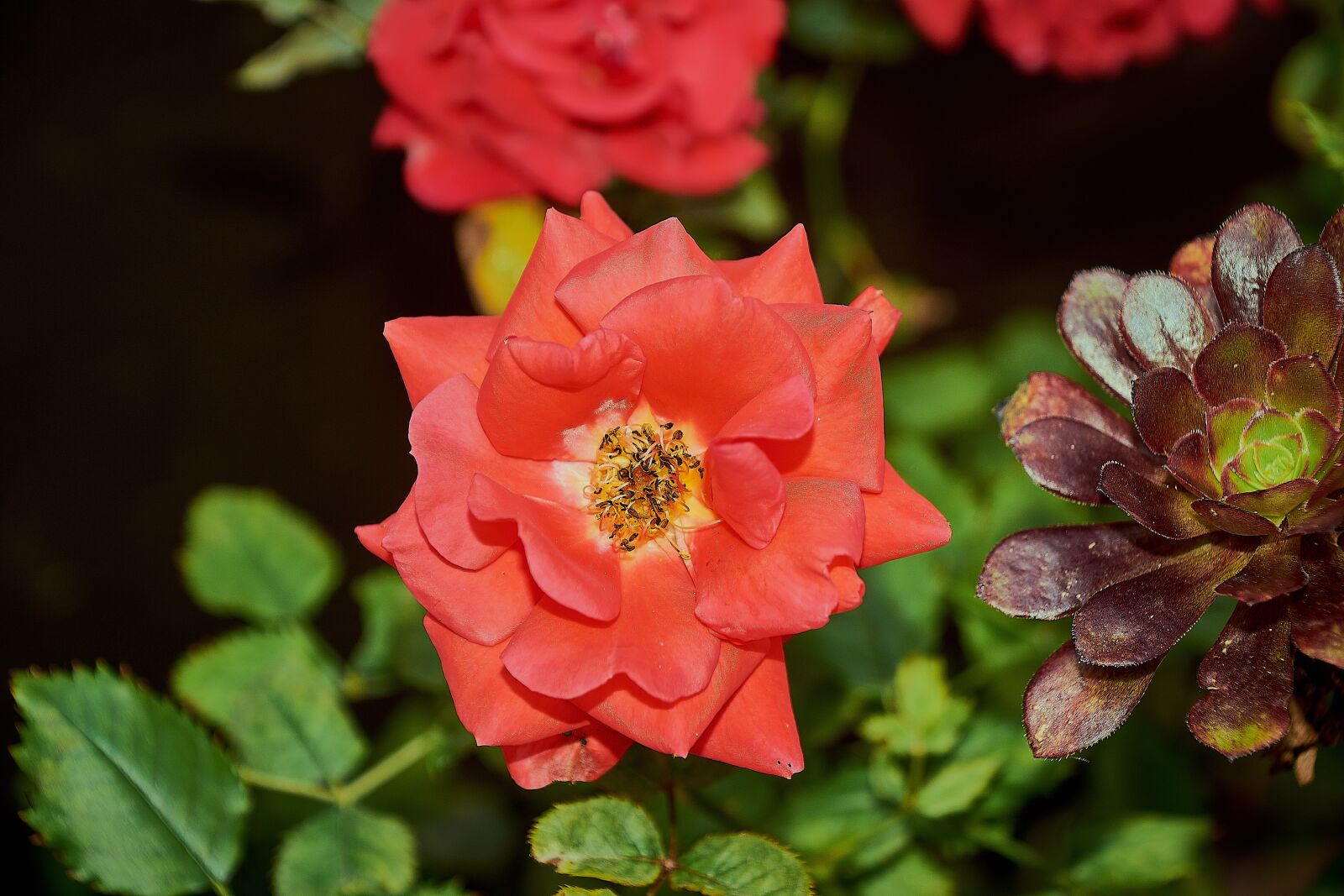 Nikon D7200 sample photo. Rosa, petals, spring photography