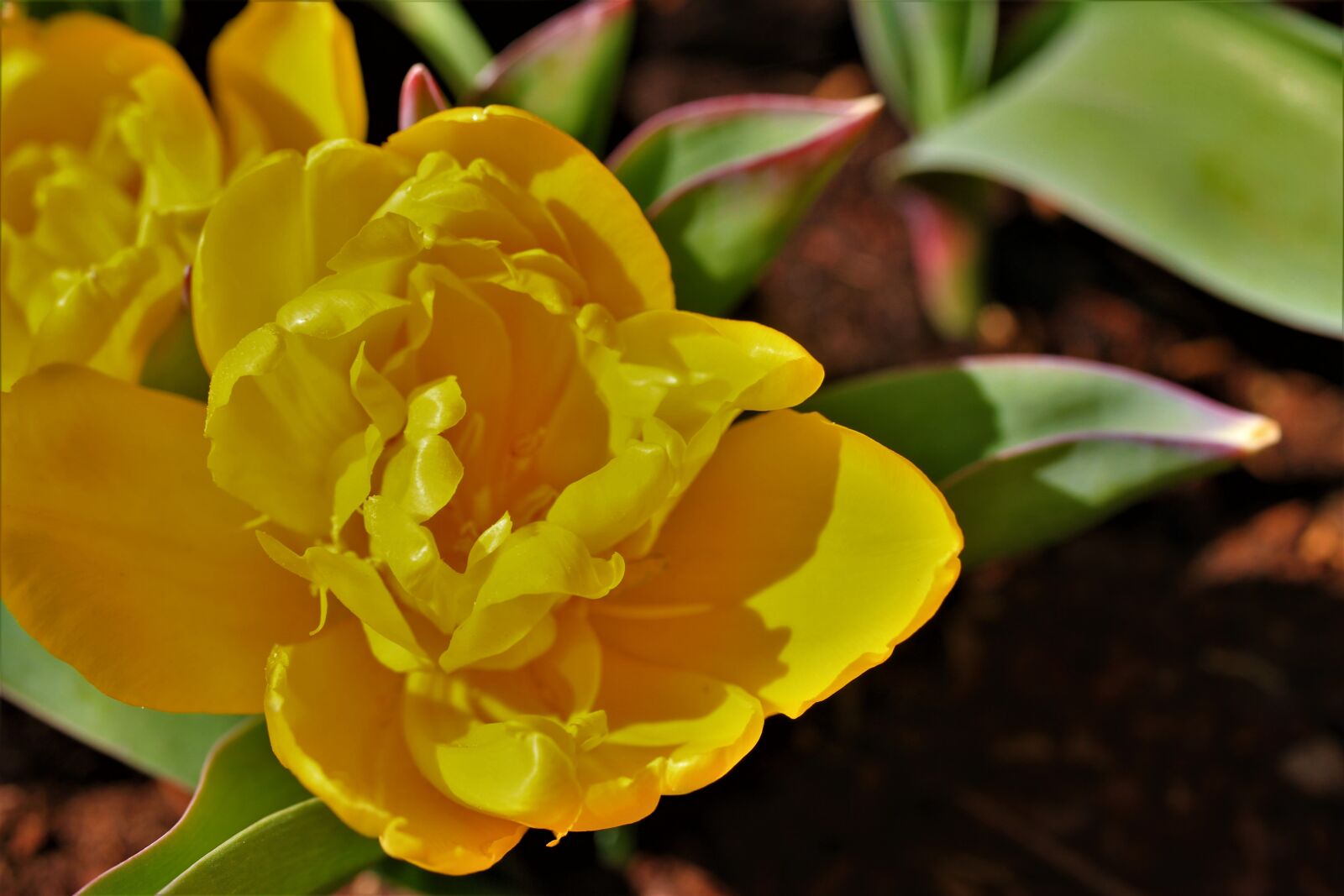 Canon EOS 7D sample photo. Spring, blossom, bloom photography