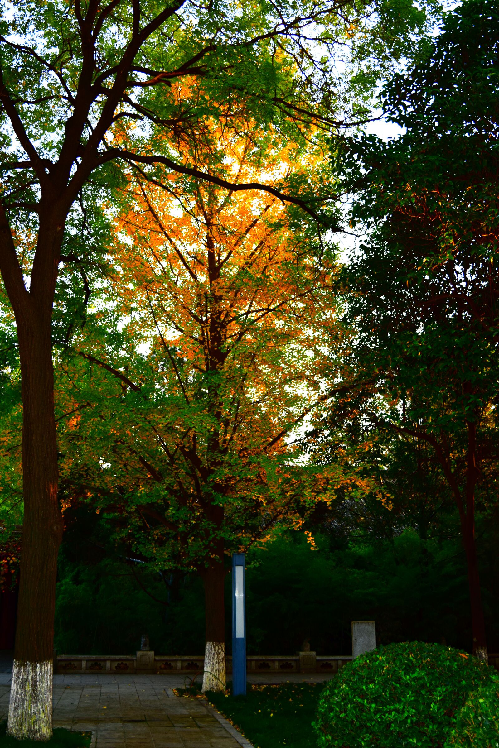 Nikon D3300 sample photo. Autumn, fire, orange photography