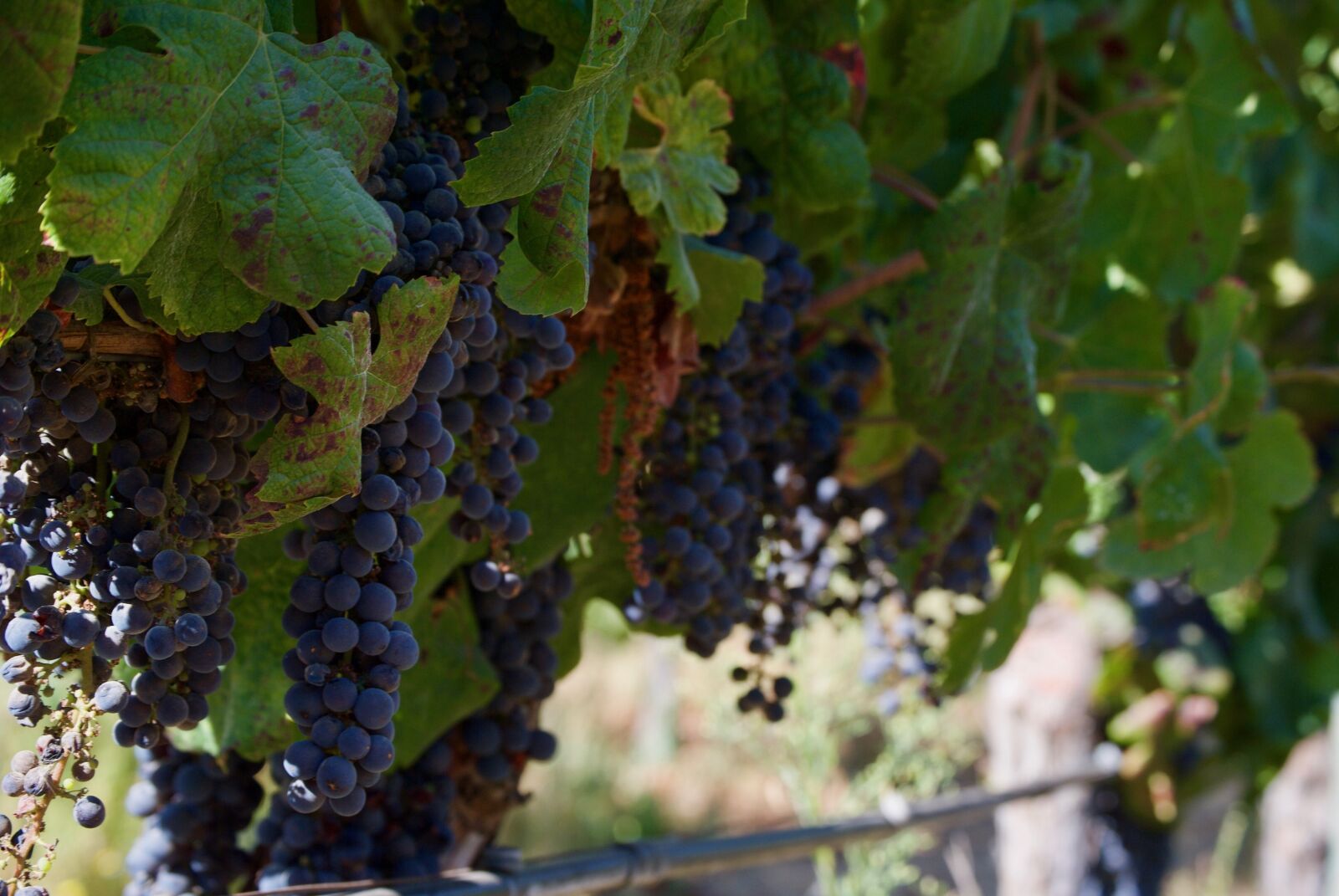 Nikon D3000 sample photo. Wine, grapes, vineyard photography