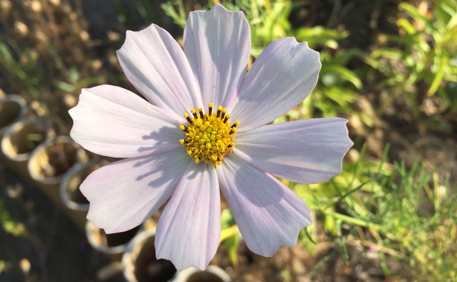 Apple iPhone 6 sample photo. Cosmos, flower, garden photography