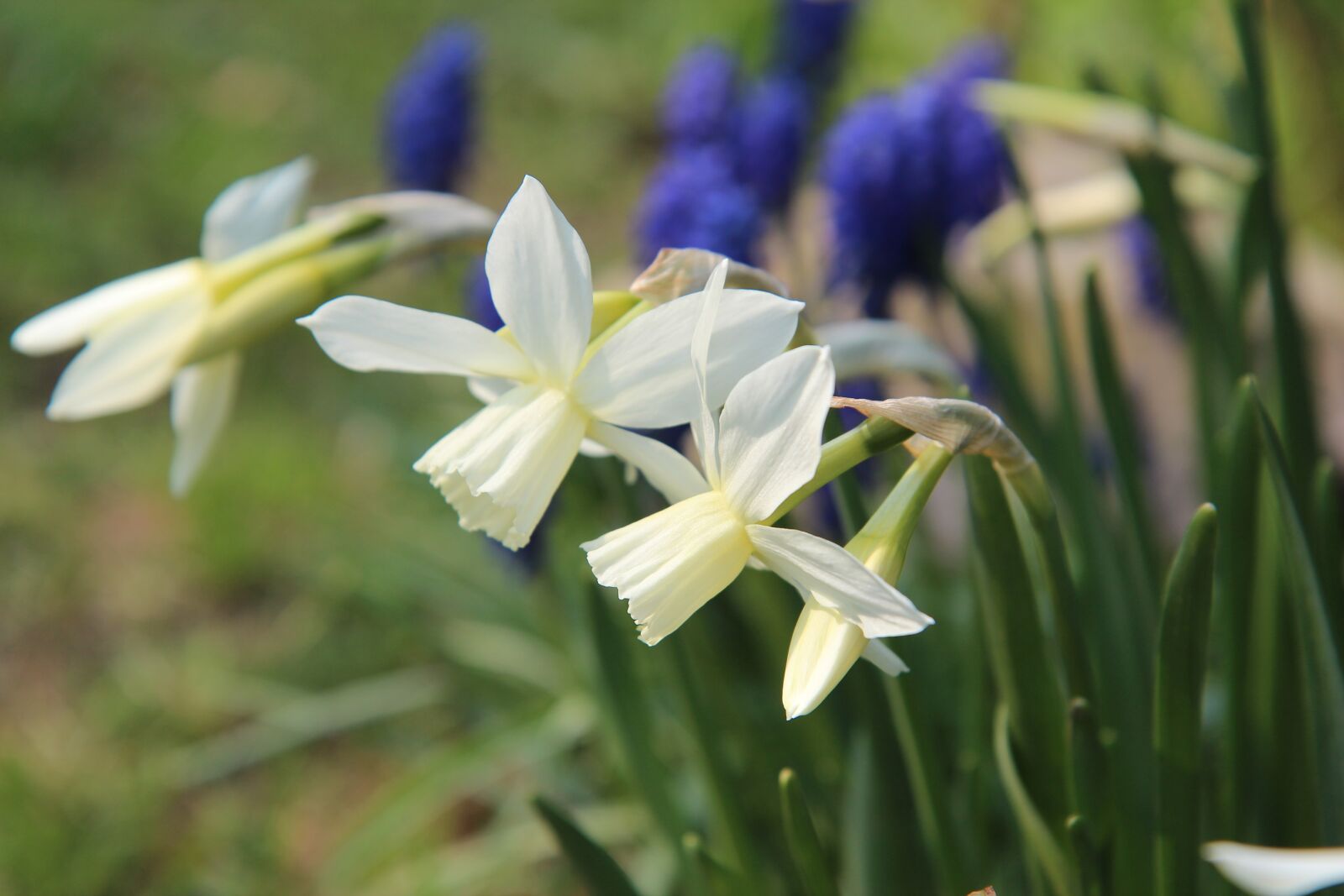 Canon EOS 600D (Rebel EOS T3i / EOS Kiss X5) sample photo. Narcissus, flowering, spring photography