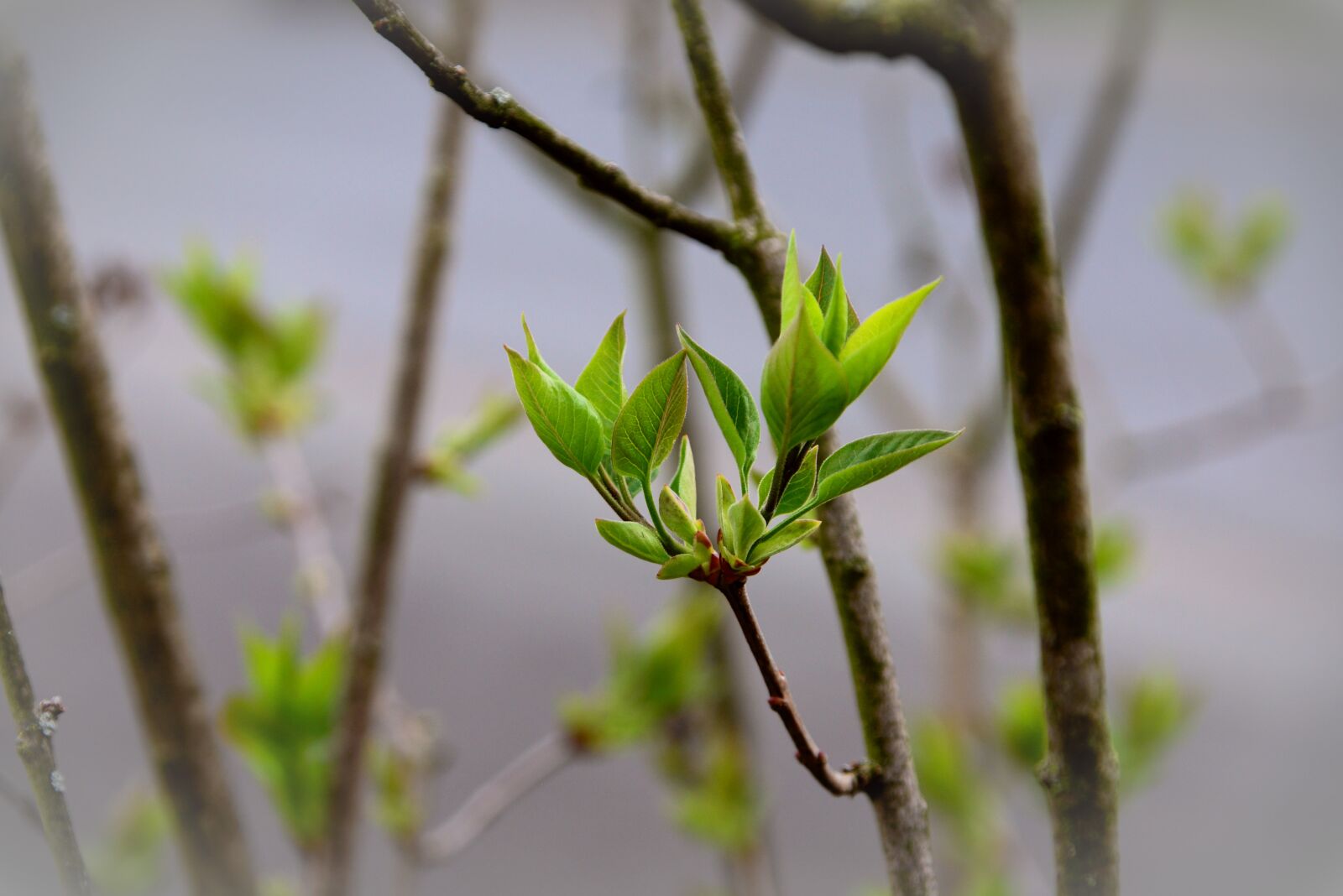Nikon D610 sample photo. Leaves, green, lilac tree photography