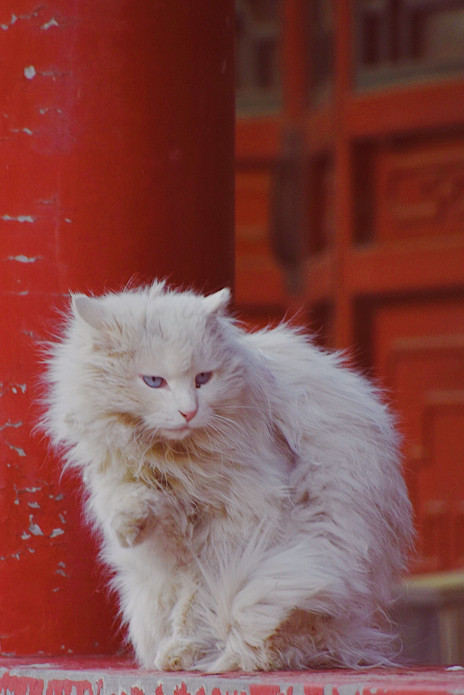 Nikon D7200 sample photo. Cat, red, kitten photography