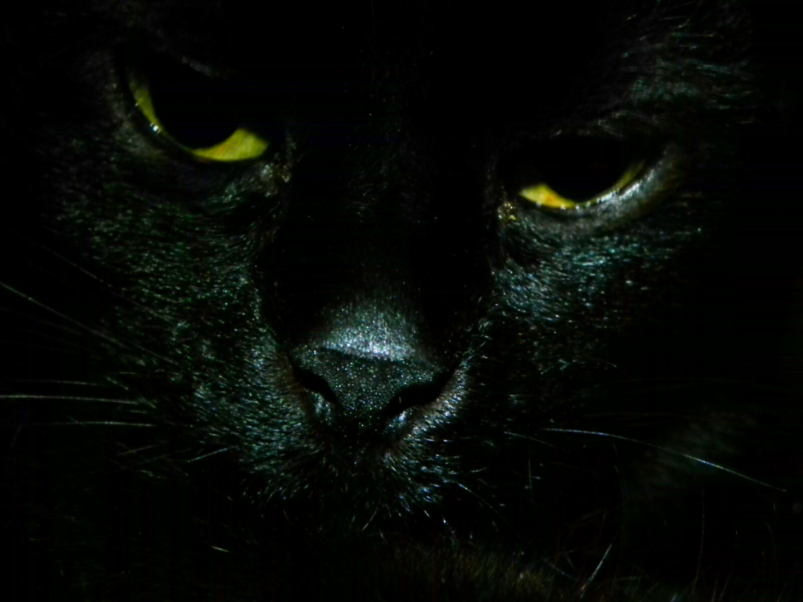 Nikon Coolpix P100 sample photo. Black, cat, eyes, sleepy photography