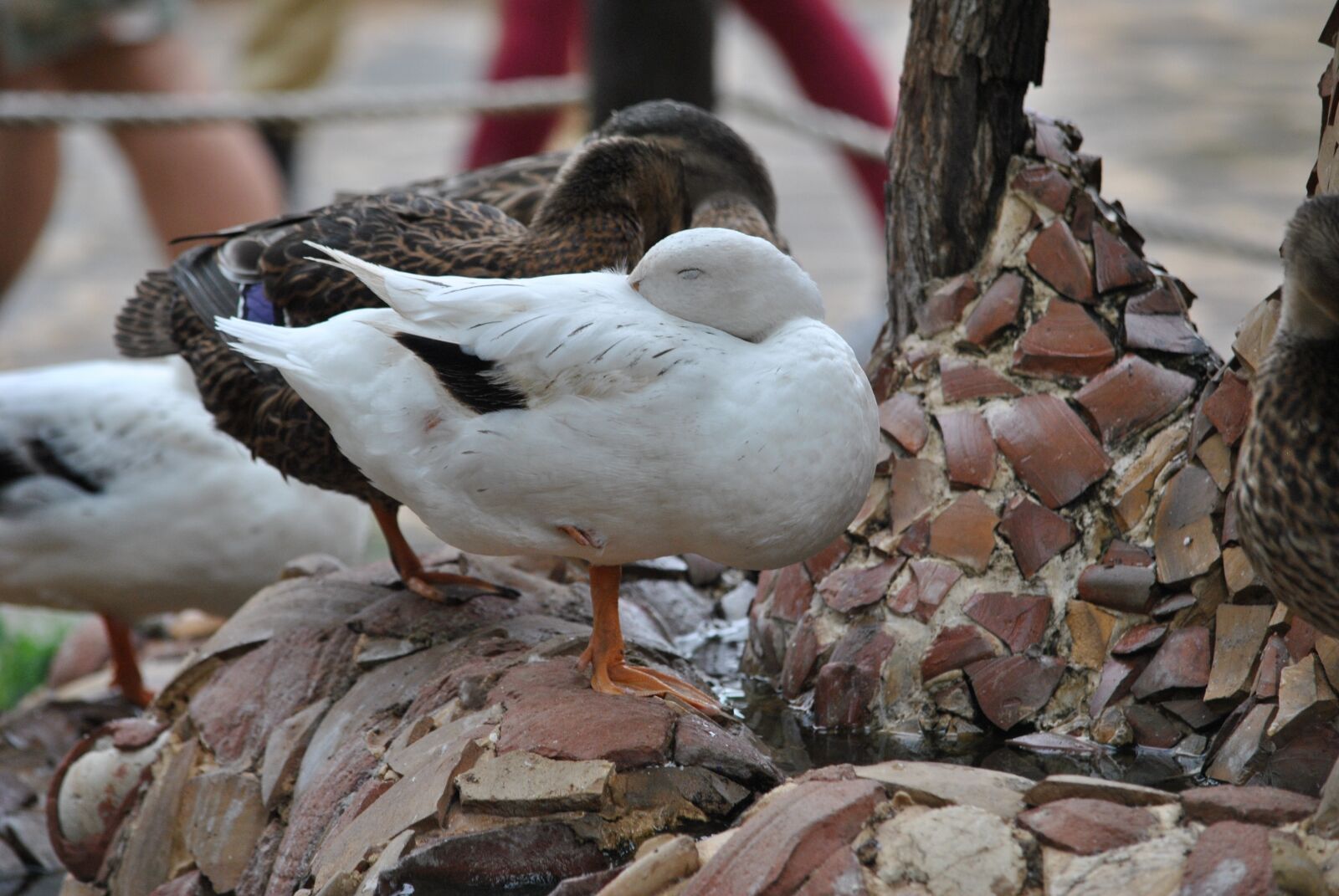 Nikon D3000 sample photo. Duck, ducks, volatile photography