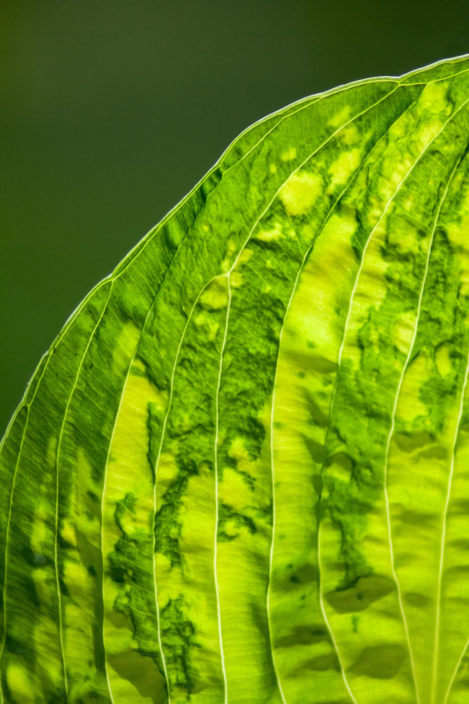 Canon EOS 350D (EOS Digital Rebel XT / EOS Kiss Digital N) sample photo. Leaf, leaf veins, green photography