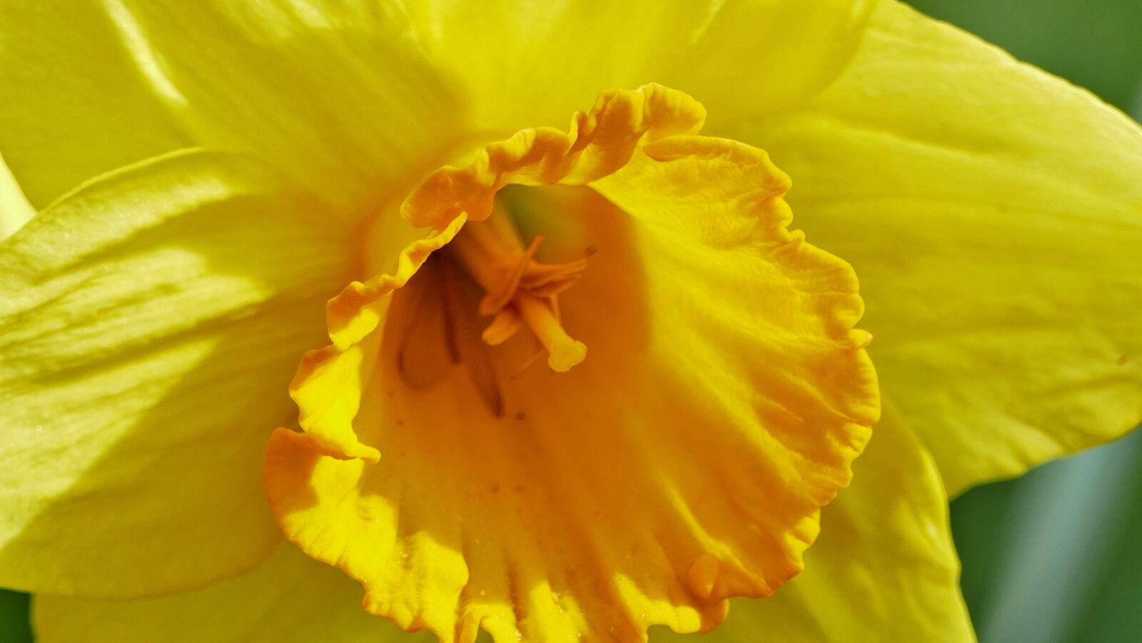 Panasonic Lumix DMC-FZ1000 sample photo. Nature, plant, flower photography