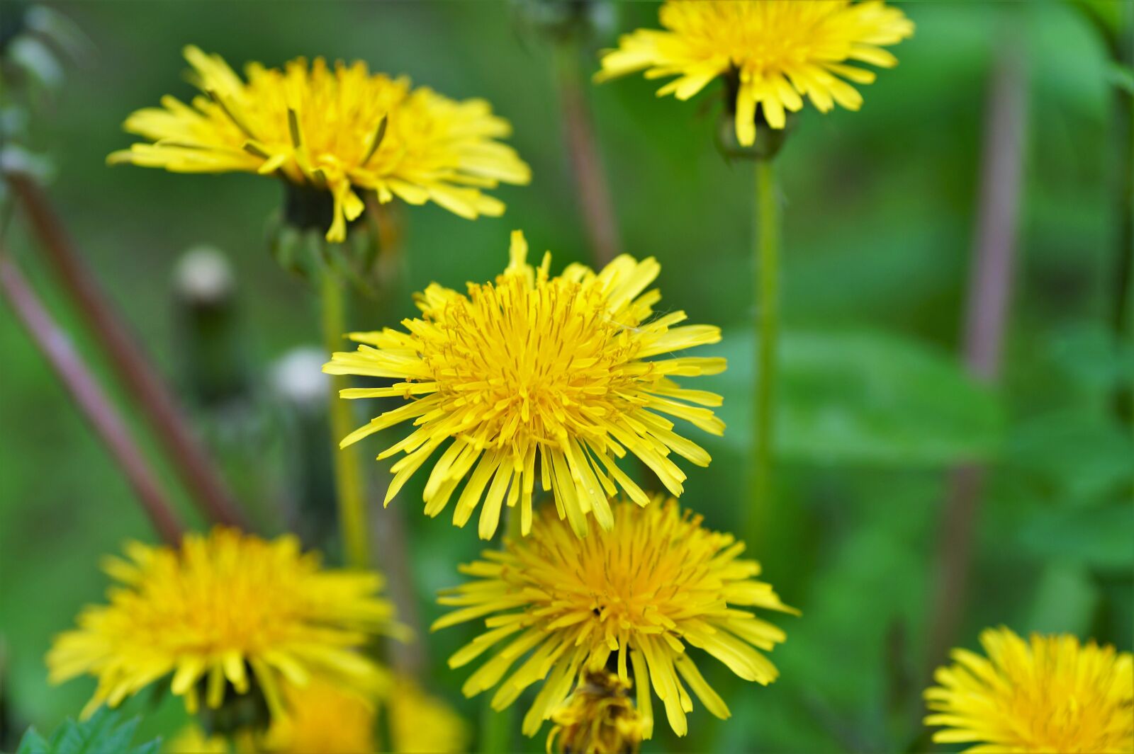 Sony SLT-A58 sample photo. Dandelion, yellow, spring photography