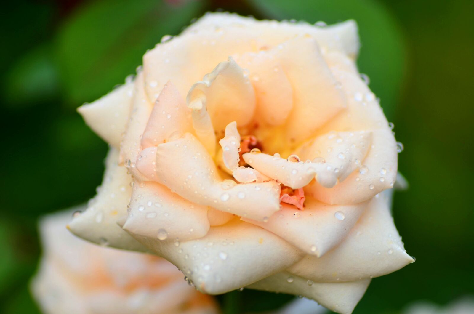 Nikon D7000 sample photo