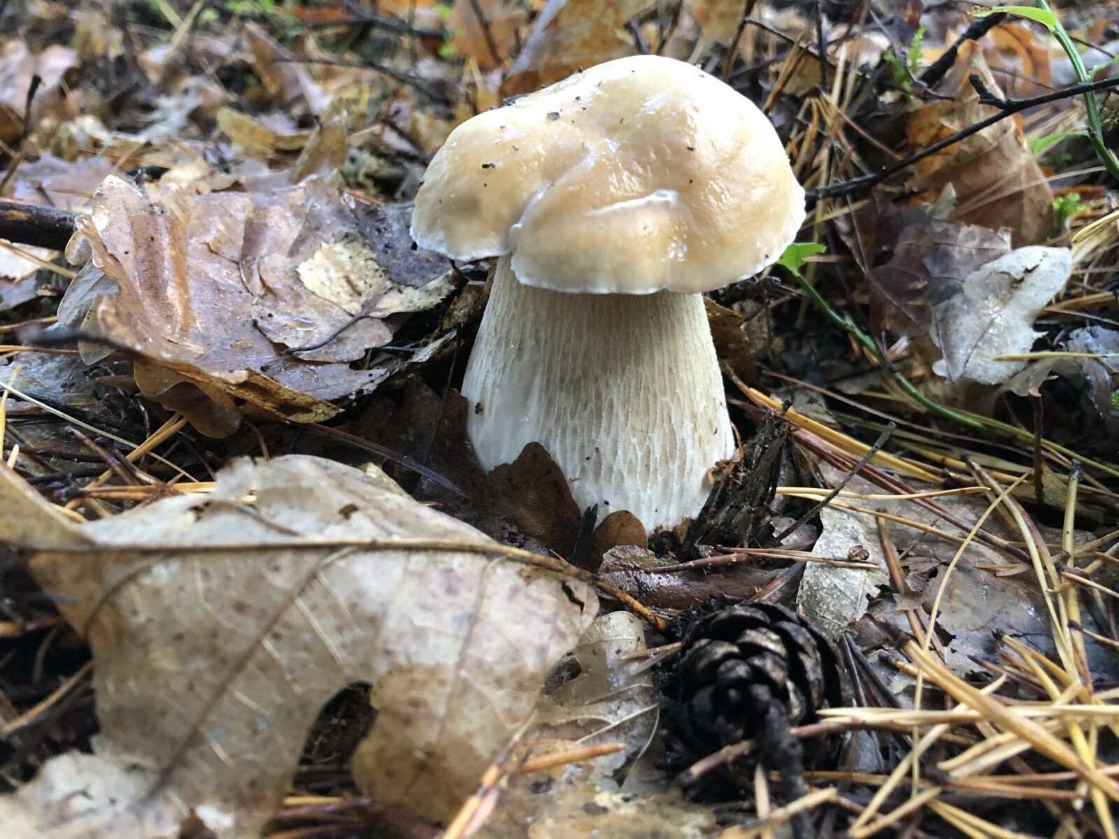 iPhone X back dual camera 4mm f/1.8 sample photo. Mushroom, cep, nature photography