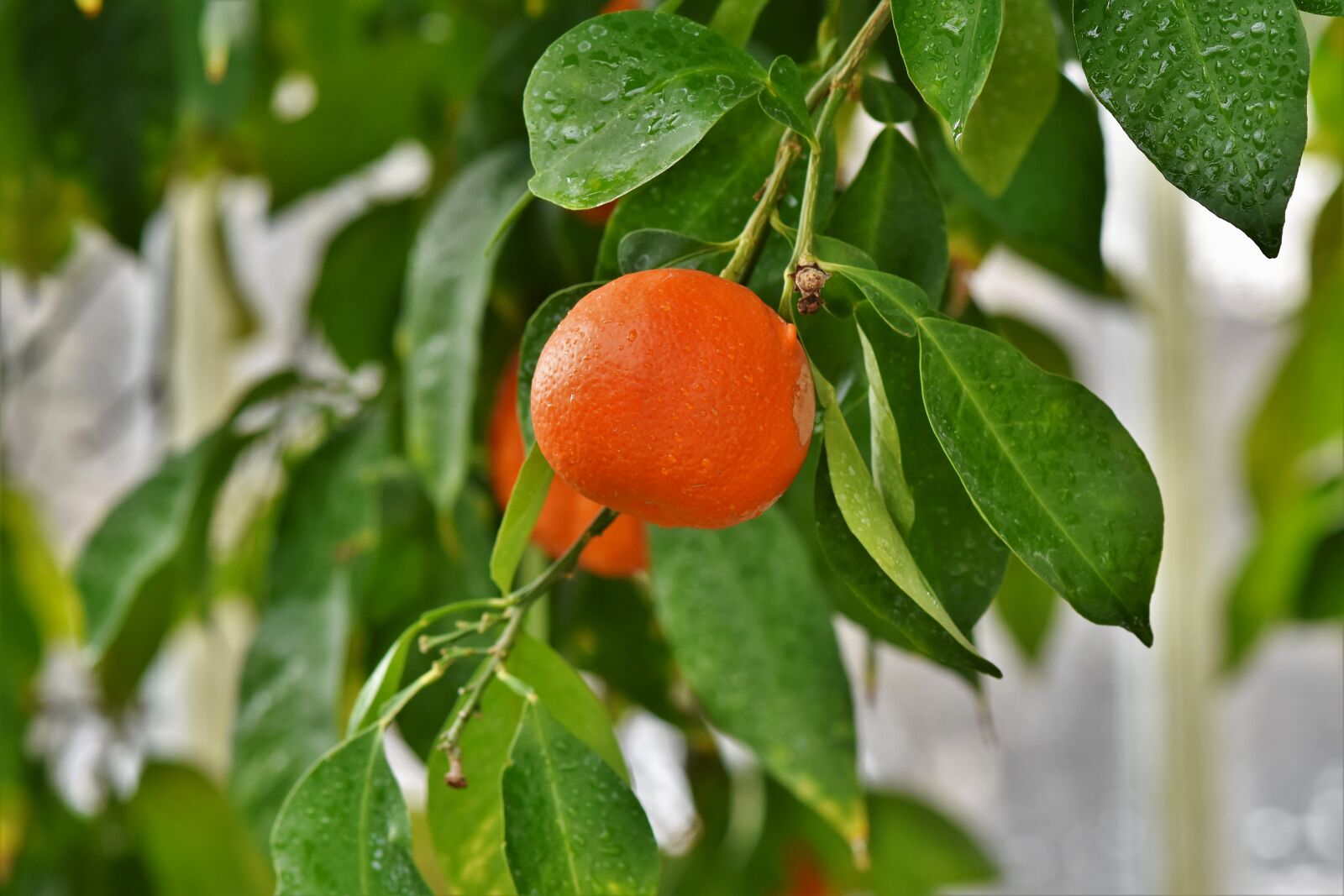 Nikon D7200 sample photo. Orange, orange tree, citrus photography