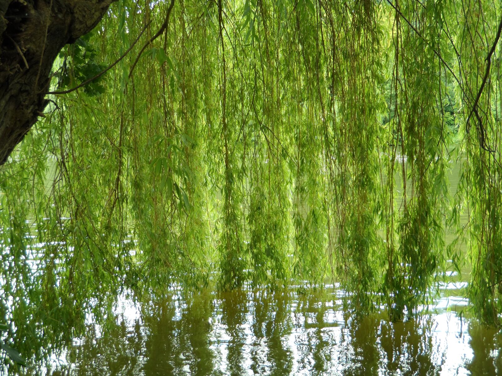 Samsung WB150 / WB150F / WB152 / WB152F / WB151 sample photo. Pasture, river, bank photography