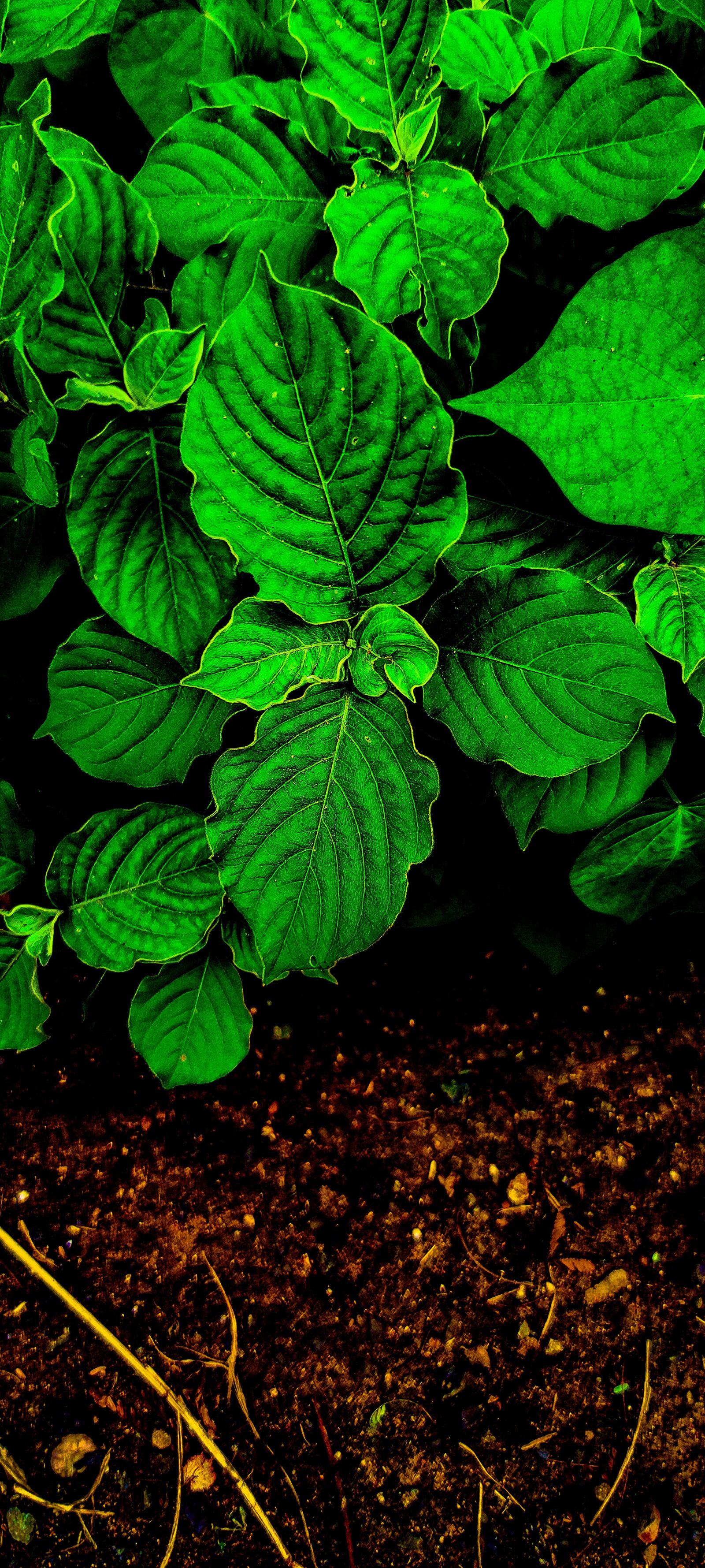 Xiaomi POCO X2 sample photo. Leaf, wallpaper, nature photography