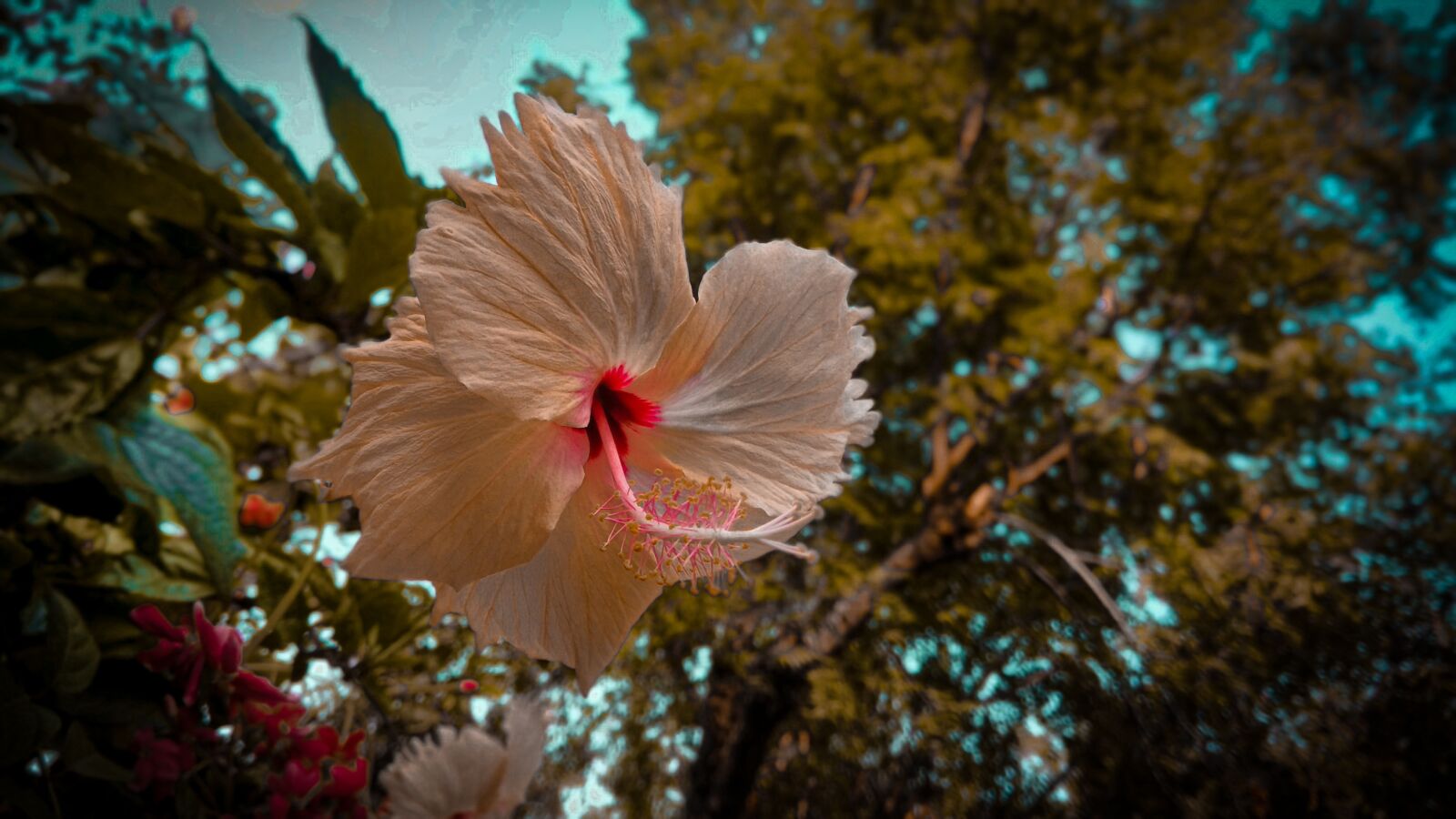 Xiaomi Redmi Note 4 sample photo. Flower, sky, blue photography
