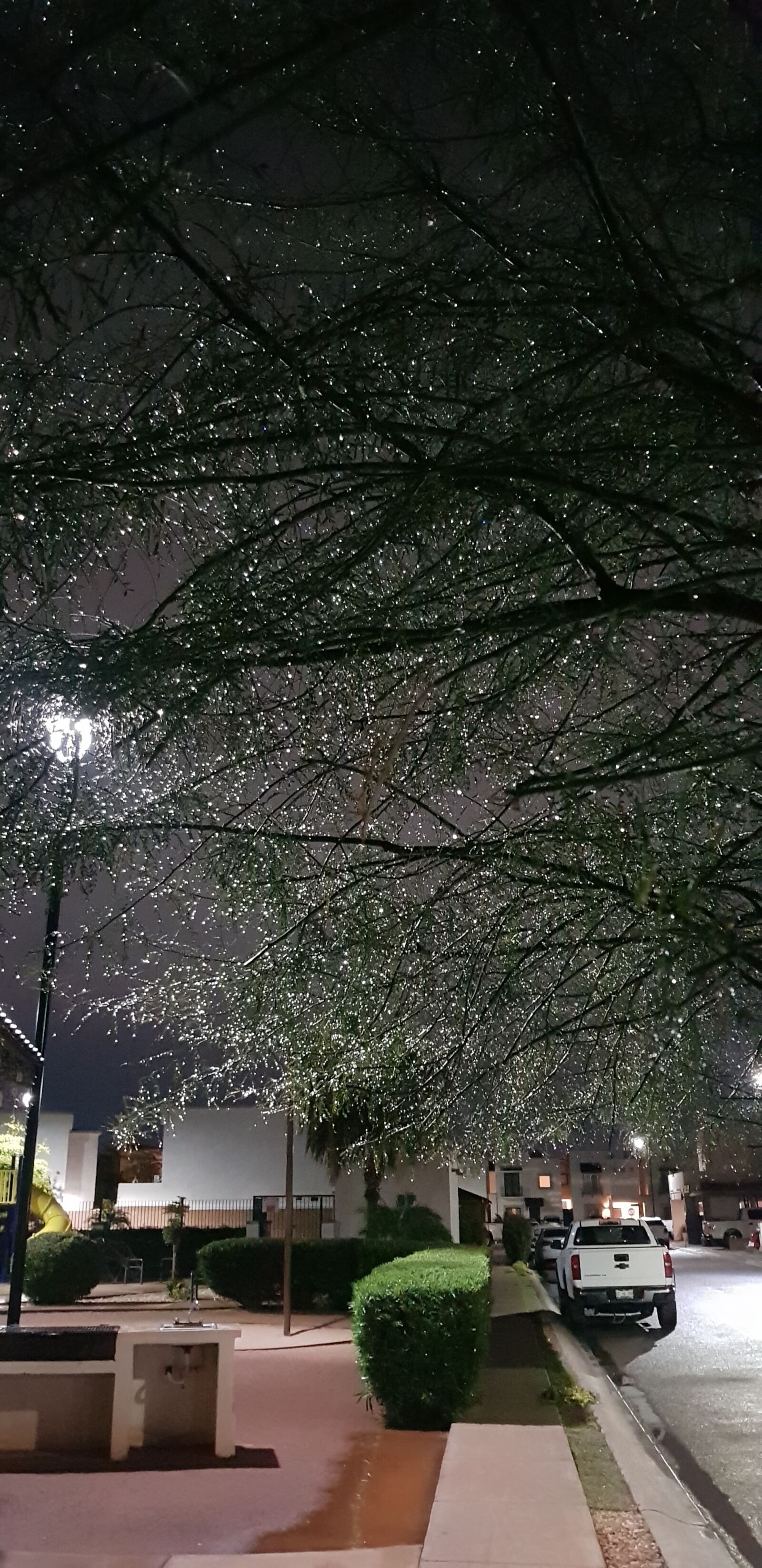 Samsung Galaxy S8 sample photo. Rain, tree, rainy photography
