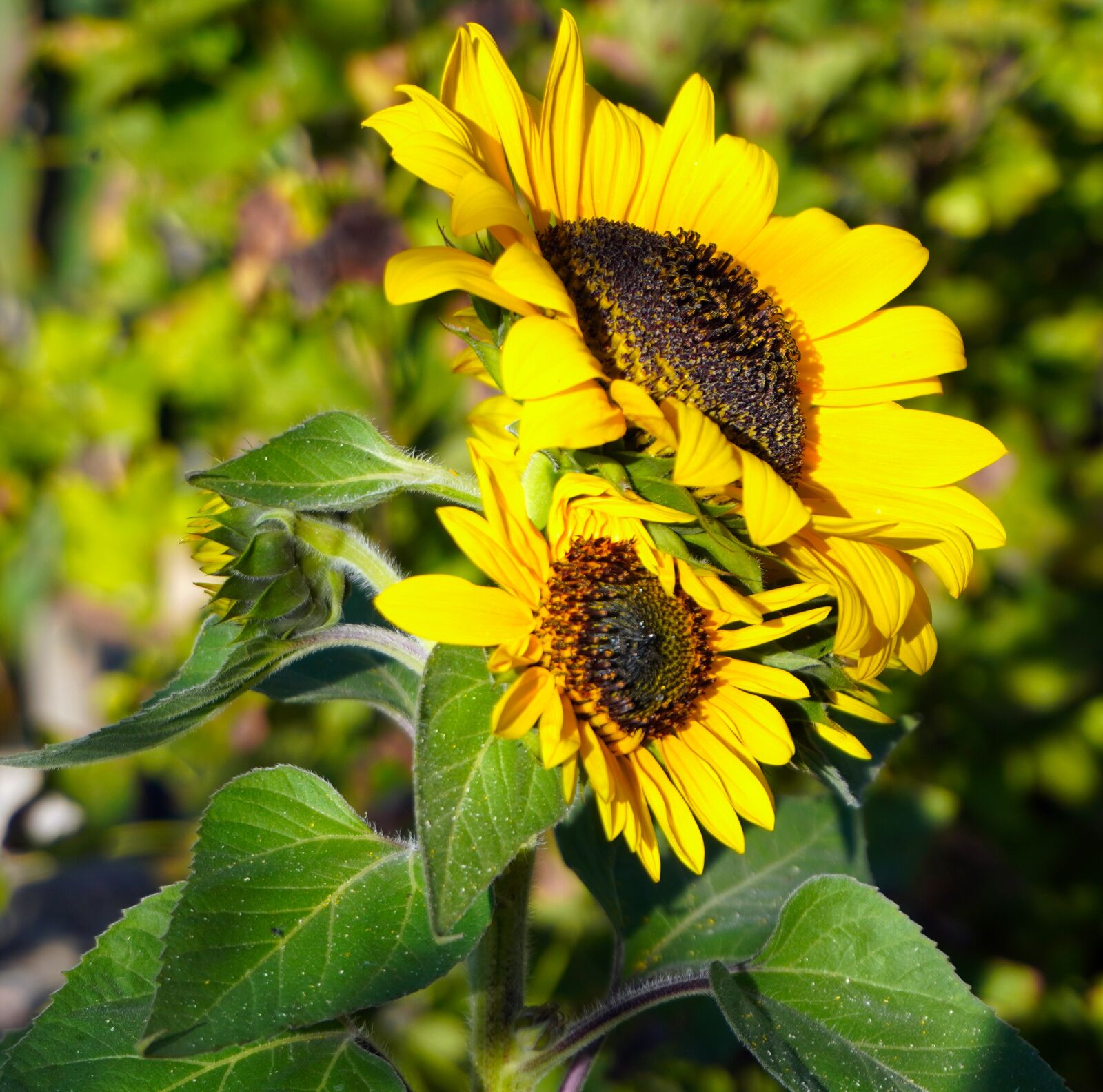 Sony a6400 sample photo. Sunflower, blossom, bloom photography