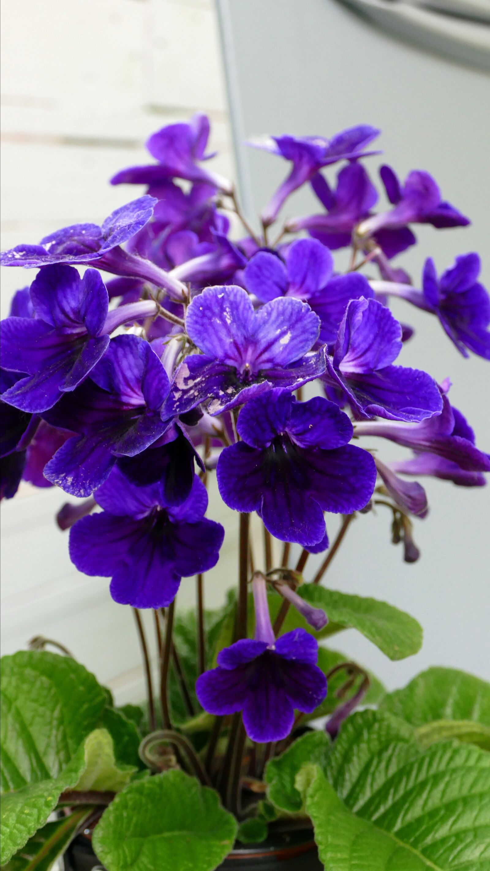 Panasonic Lumix DMC-FZ1000 sample photo. Flower, violet, garden photography