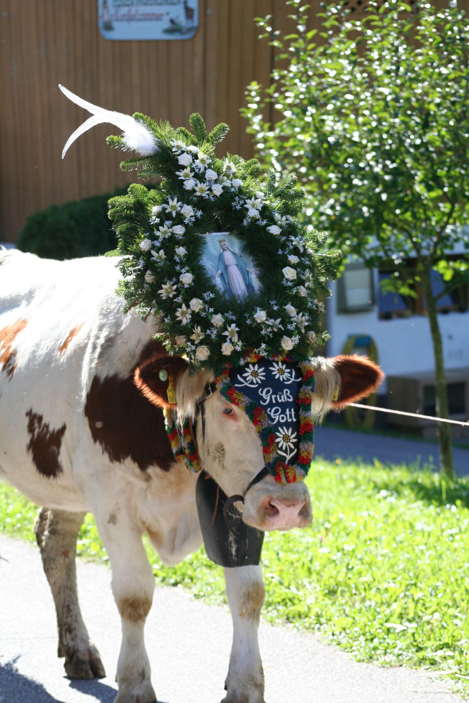 Canon EOS 350D (EOS Digital Rebel XT / EOS Kiss Digital N) sample photo. Cow, beef, almabtrieb photography