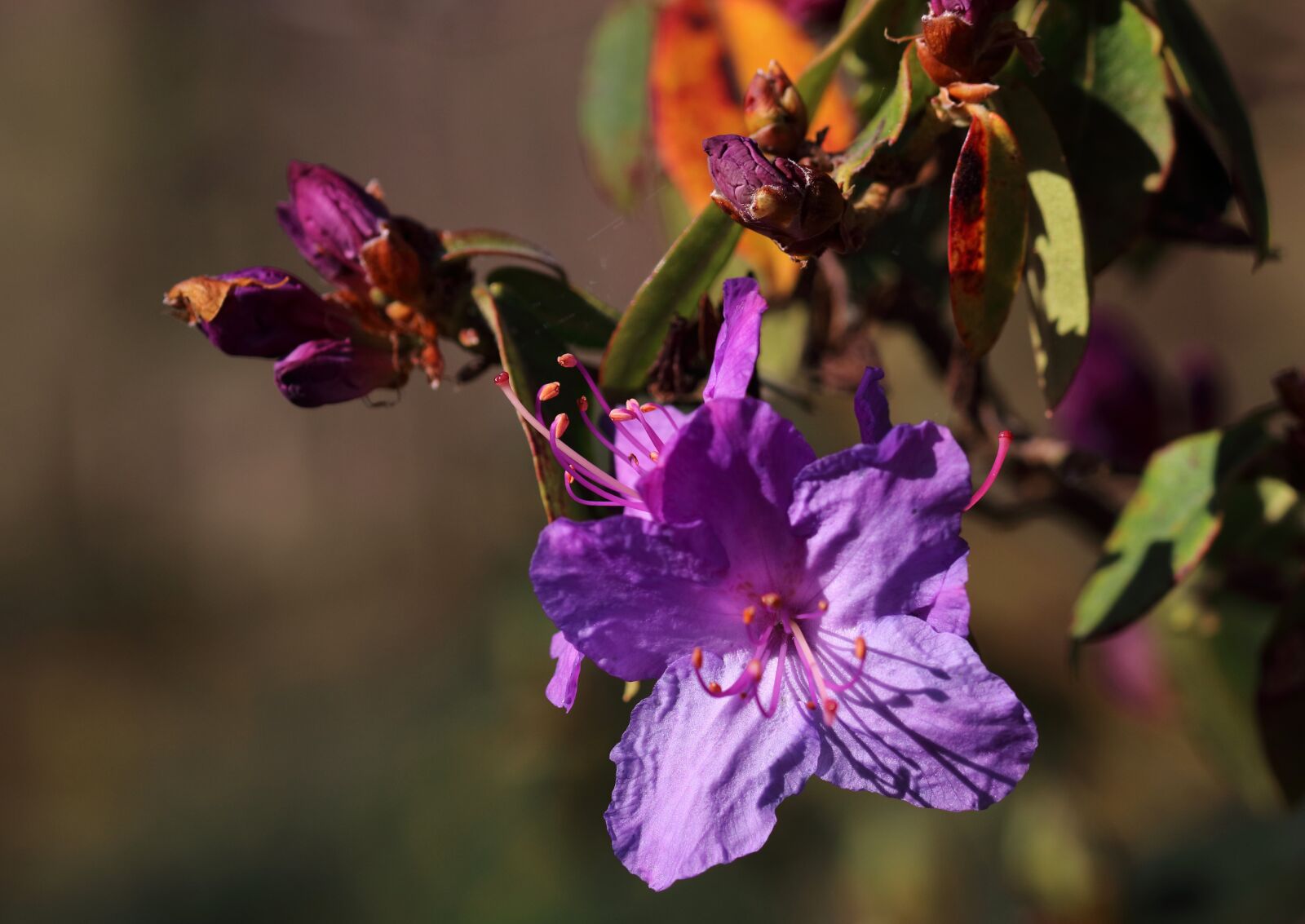 Canon EOS 80D sample photo. Rhododendron, flower, purple photography