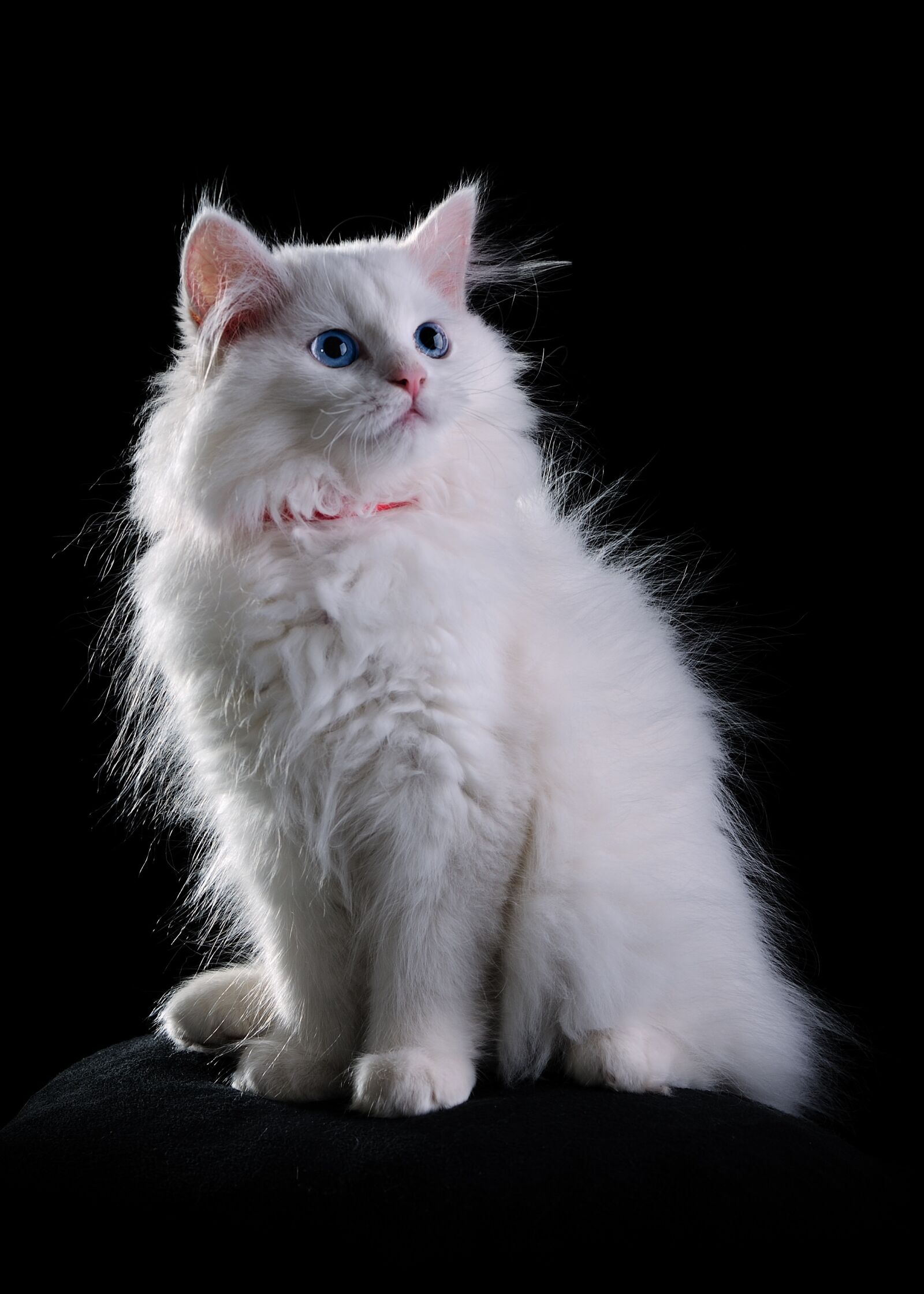 Nikon D700 sample photo. White, cat, animal photography