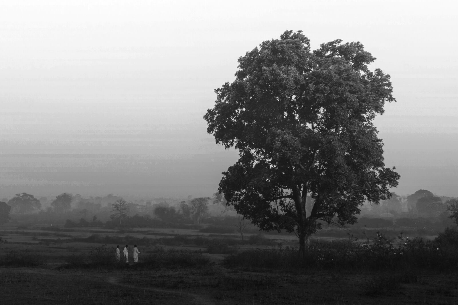 Nikon D3300 sample photo. Tree, landscape, nature photography